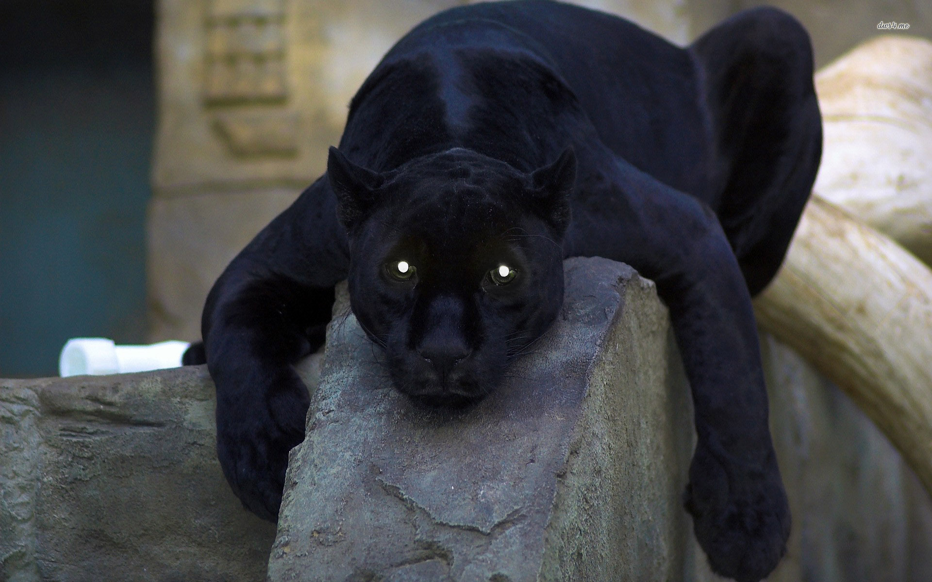 335201 Hintergrundbild herunterladen tiere, schwarzer panther, panther, katzen - Bildschirmschoner und Bilder kostenlos