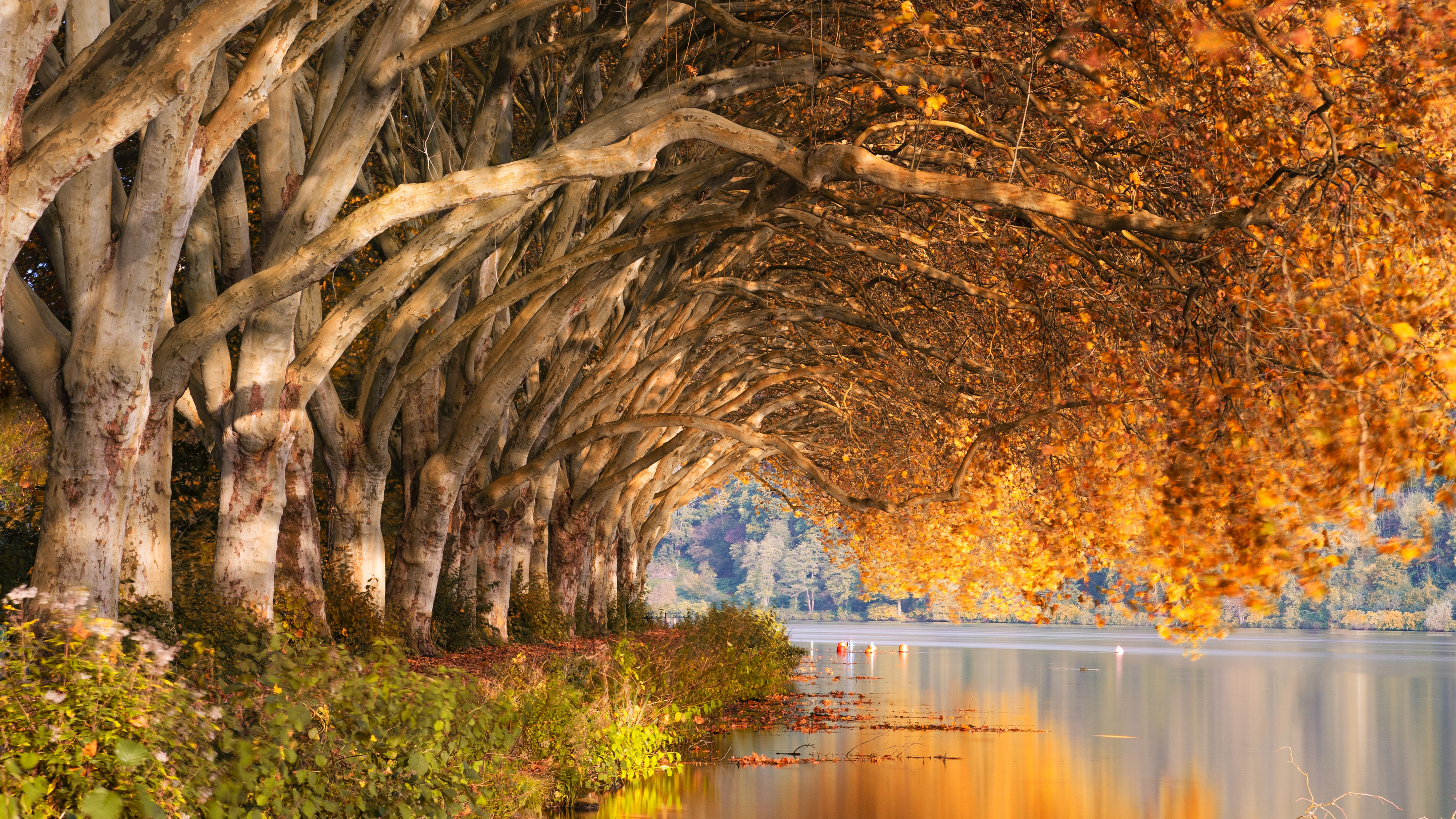 Laden Sie das Herbst, See, Baum, Fotografie-Bild kostenlos auf Ihren PC-Desktop herunter