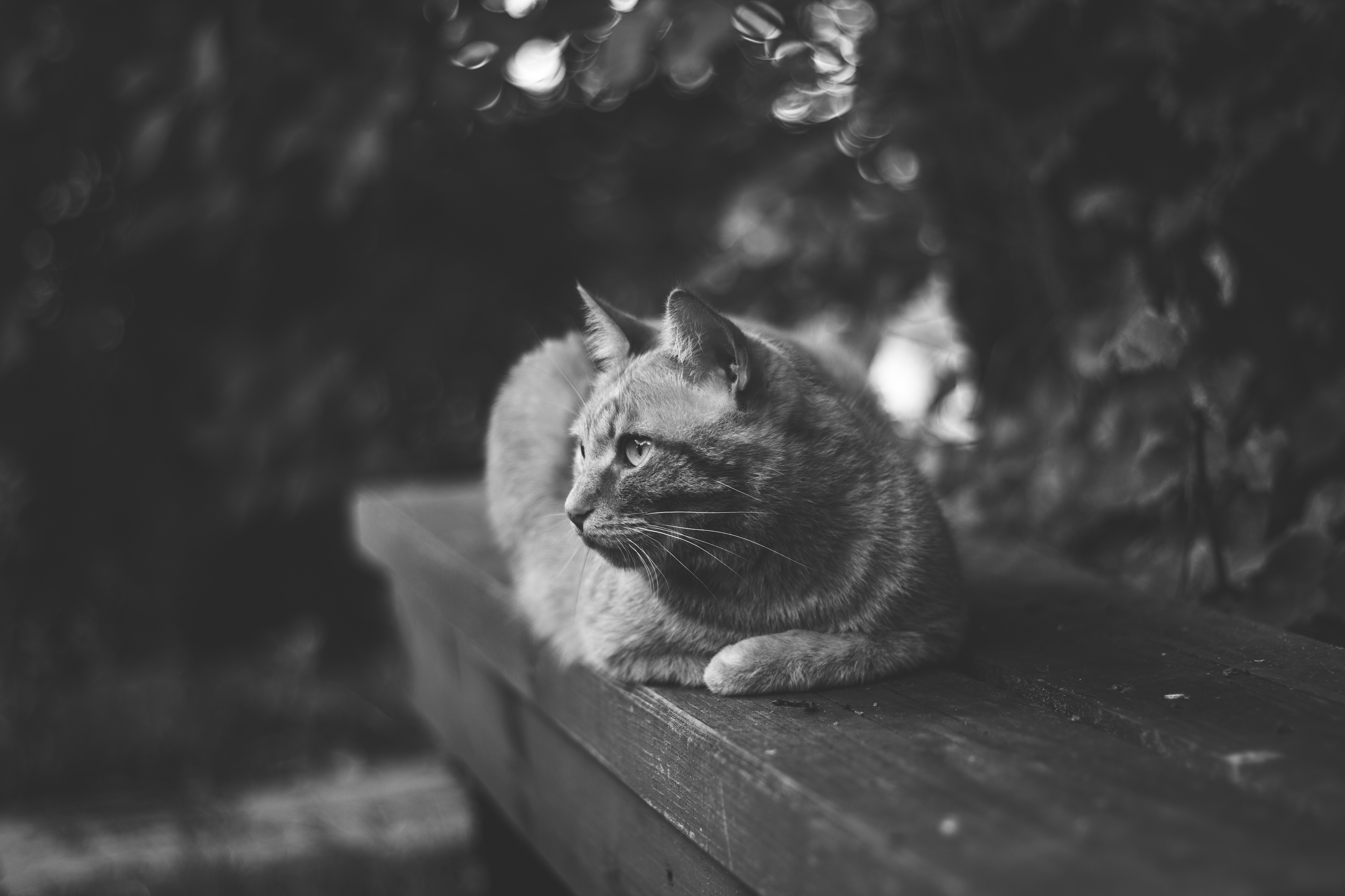 Descarga gratuita de fondo de pantalla para móvil de Animales, Gatos, Gato, Blanco Y Negro.