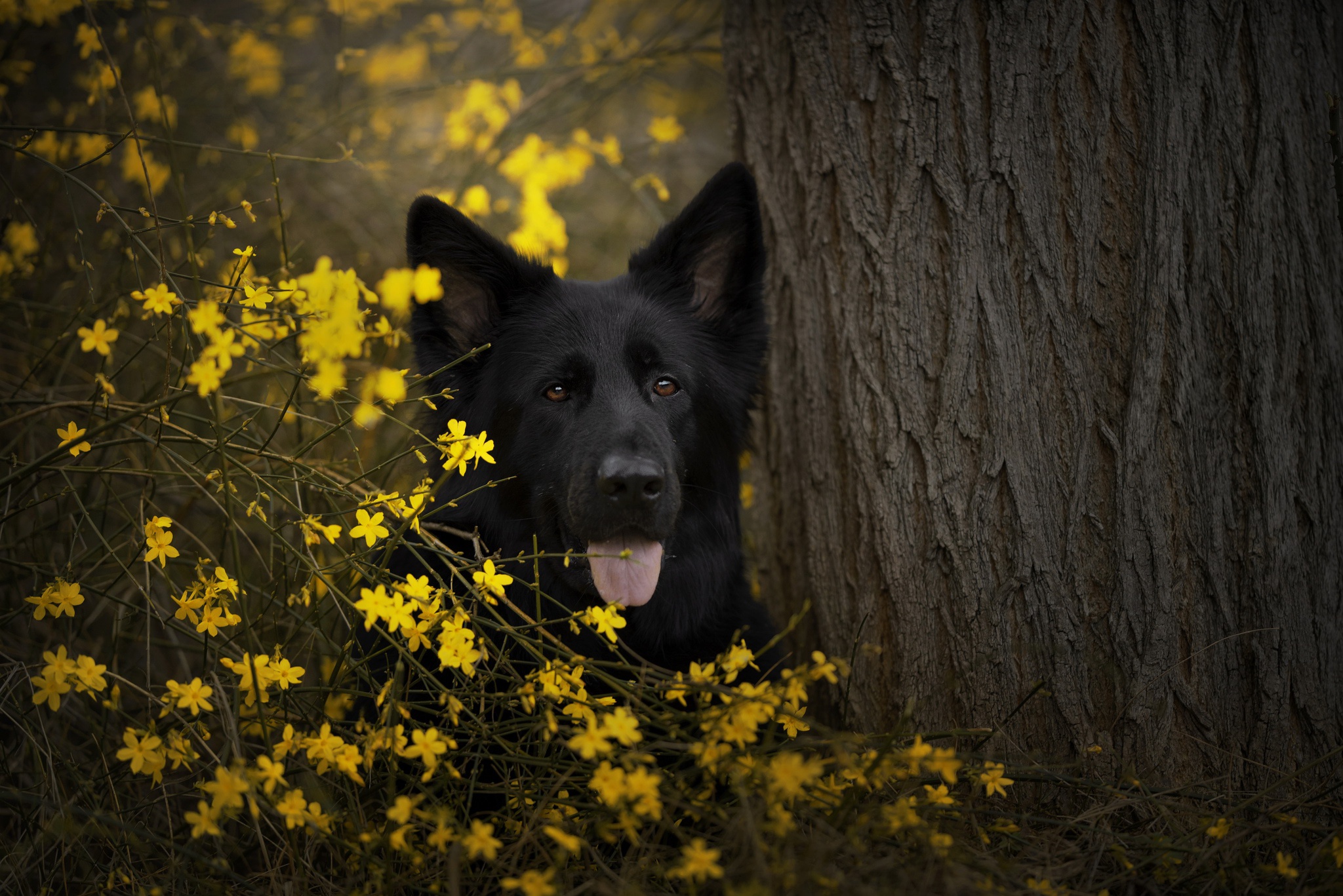 Handy-Wallpaper Tiere, Hunde, Hund, Schäferhund kostenlos herunterladen.