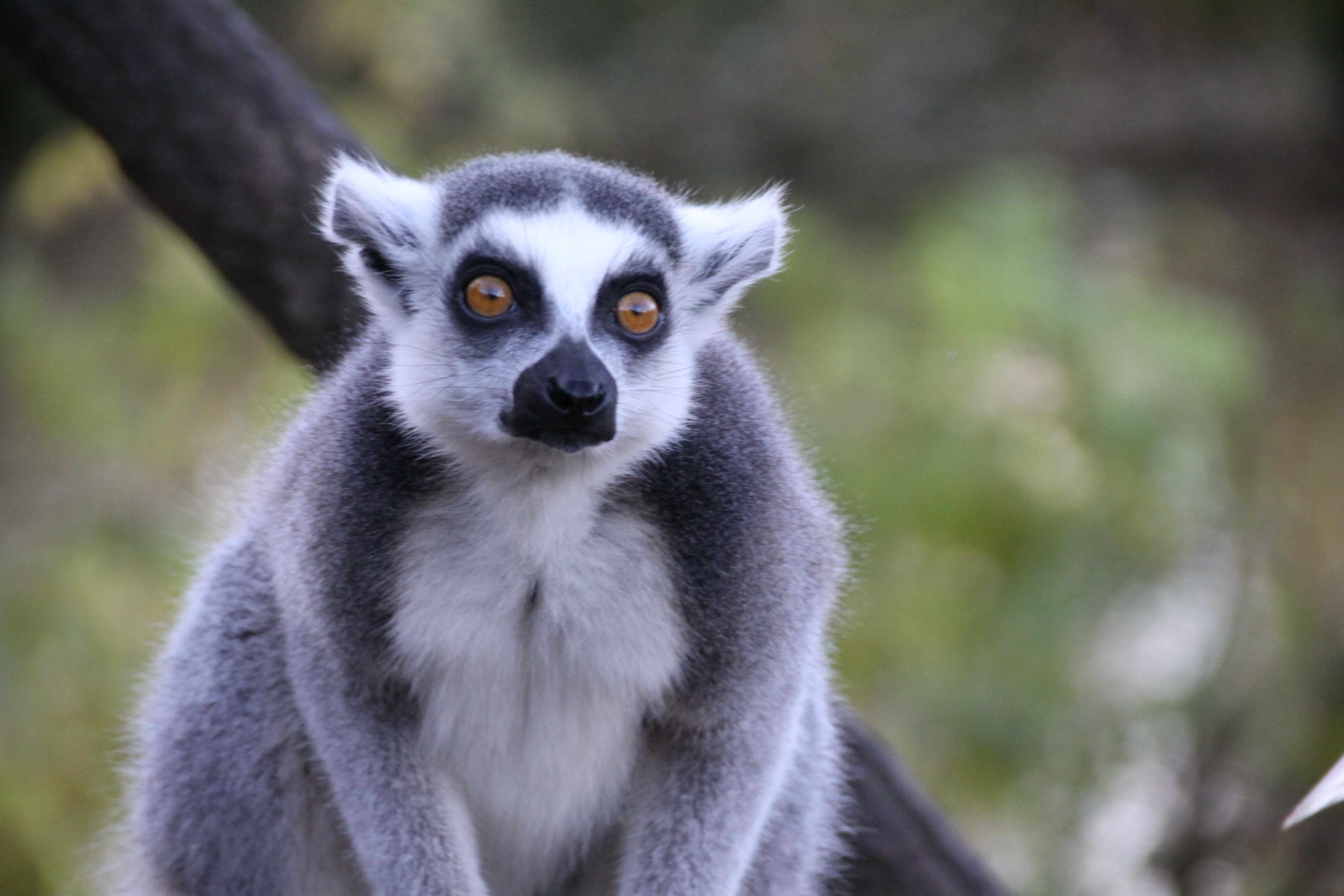 Laden Sie das Lemur, Sicht, Meinung, Tier, Tiere-Bild kostenlos auf Ihren PC-Desktop herunter