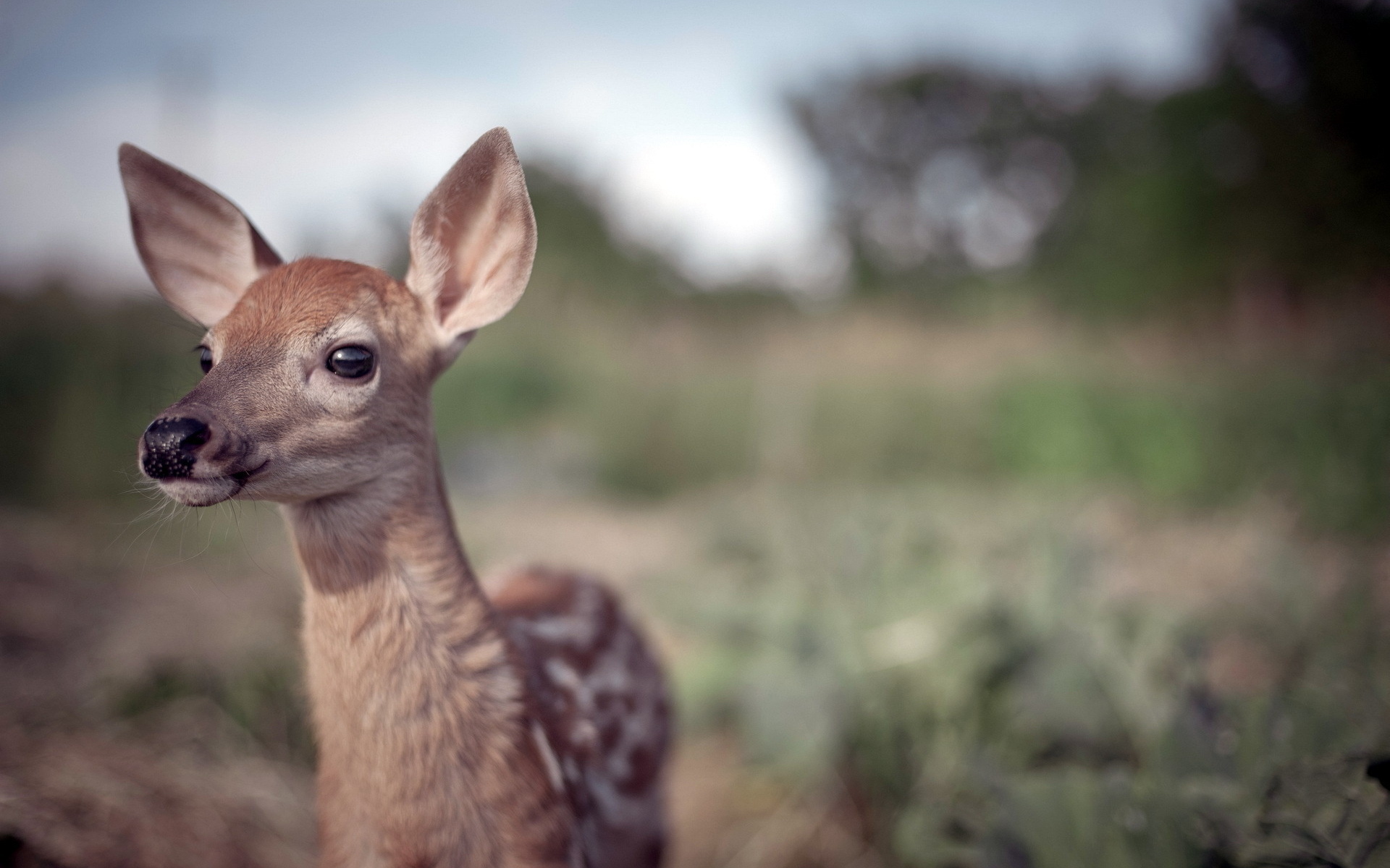 Free download wallpaper Animal, Deer on your PC desktop