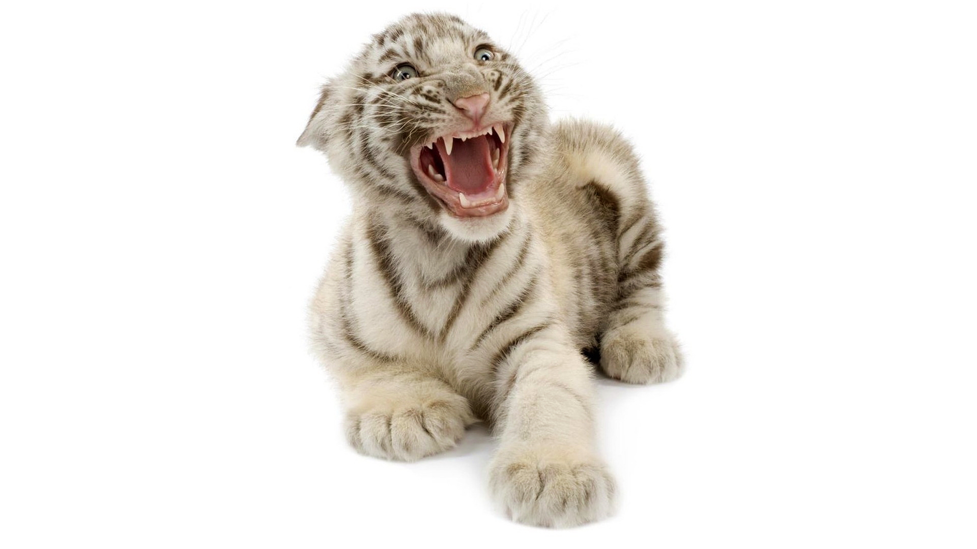 Download mobile wallpaper Animal, White Tiger for free.