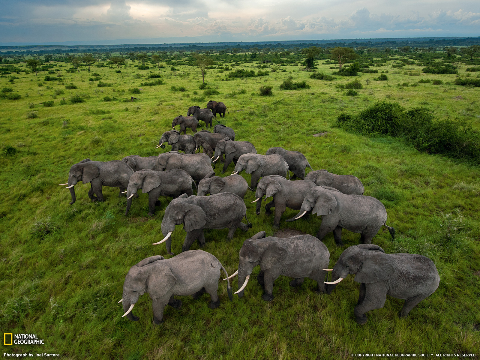 408598画像をダウンロード動物, アフリカゾウ, 群れ, ゾウ-壁紙とスクリーンセーバーを無料で