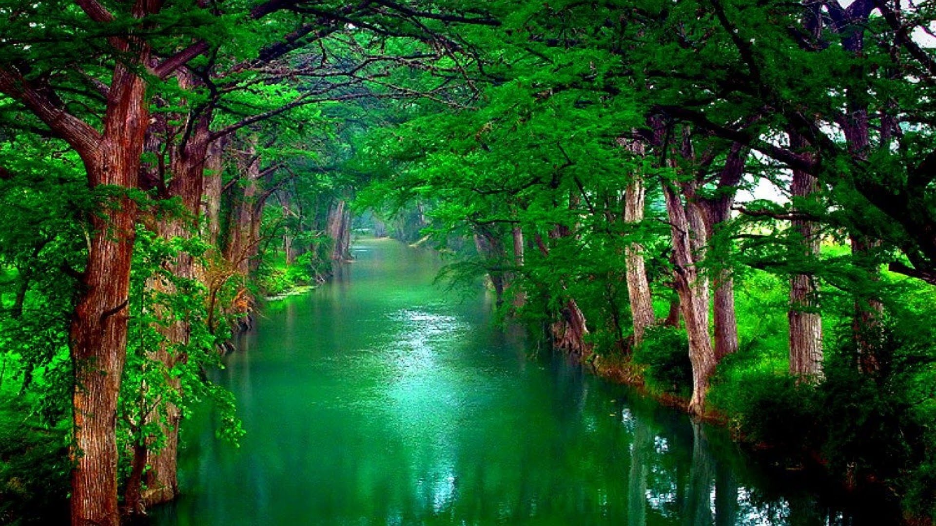 Free download wallpaper Water, Forest, Tree, Earth, River on your PC desktop