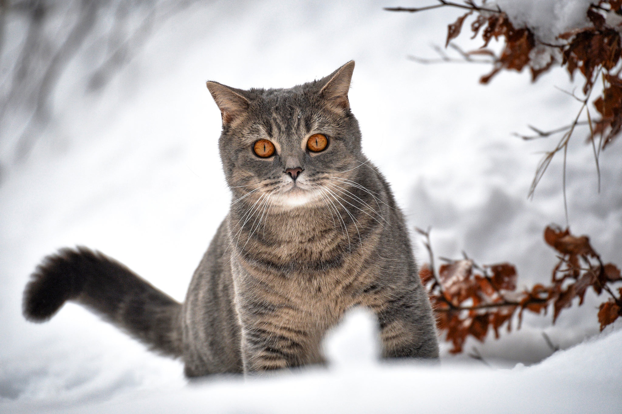 Laden Sie das Tiere, Winter, Katzen, Katze, Starren-Bild kostenlos auf Ihren PC-Desktop herunter