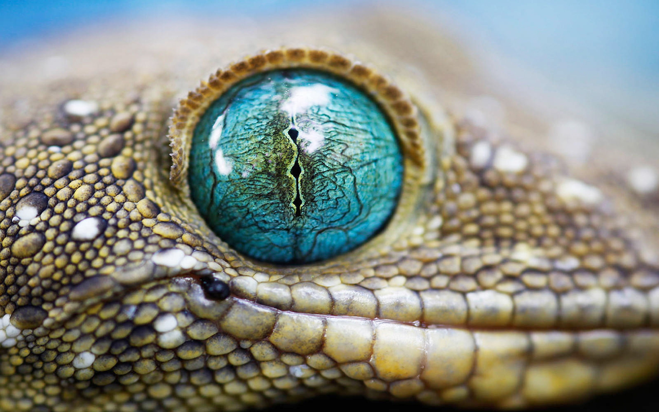 275796 descargar fondo de pantalla animales, lagarto, reptiles: protectores de pantalla e imágenes gratis