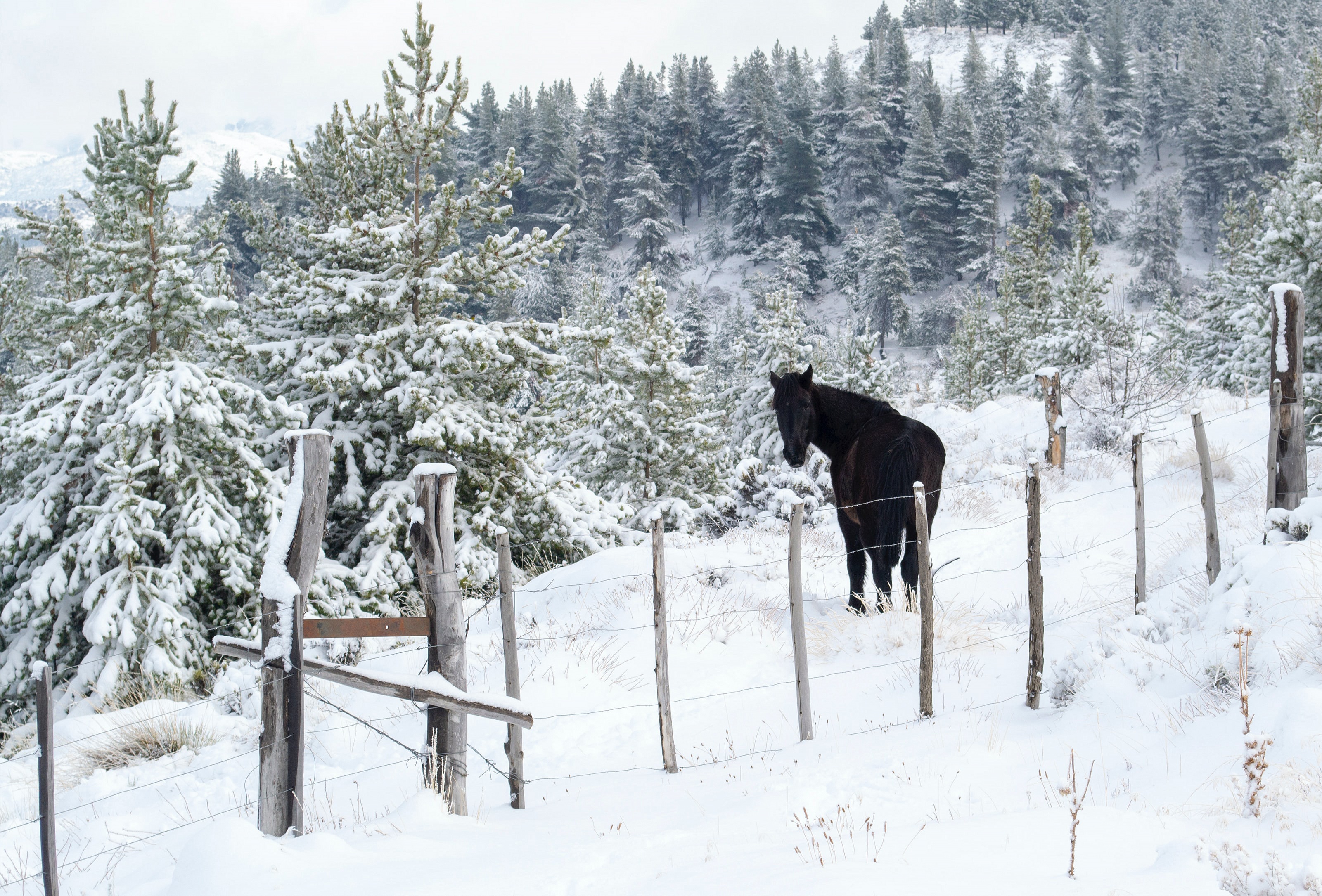 Download mobile wallpaper Winter, Snow, Fence, Animal, Horse, Fir Tree for free.