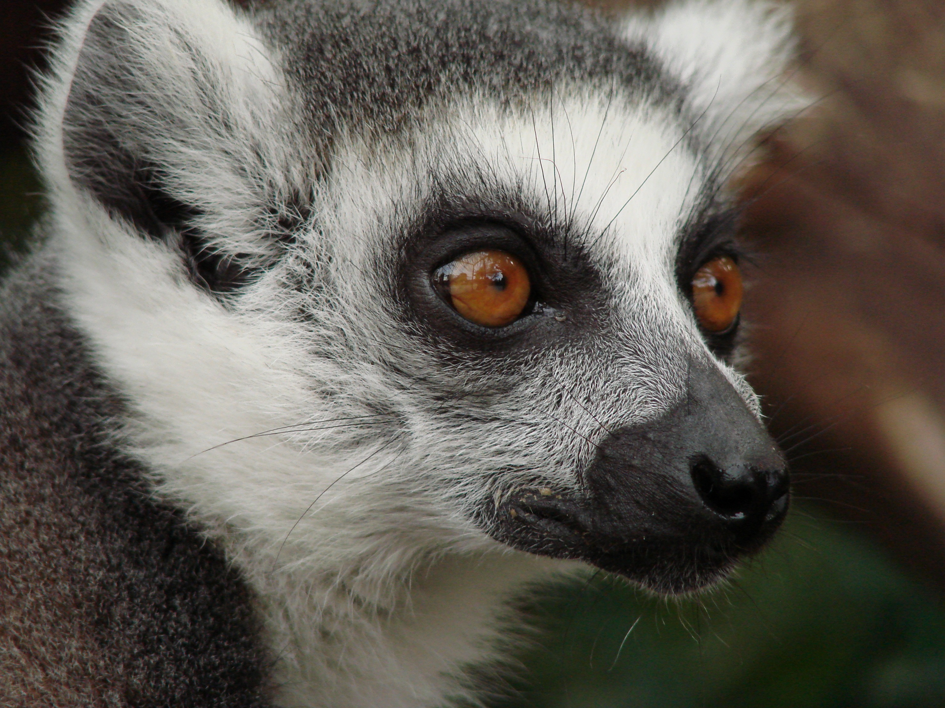Download mobile wallpaper Muzzle, Spotty, Spotted, Opinion, Lemur, Sight, Animals for free.