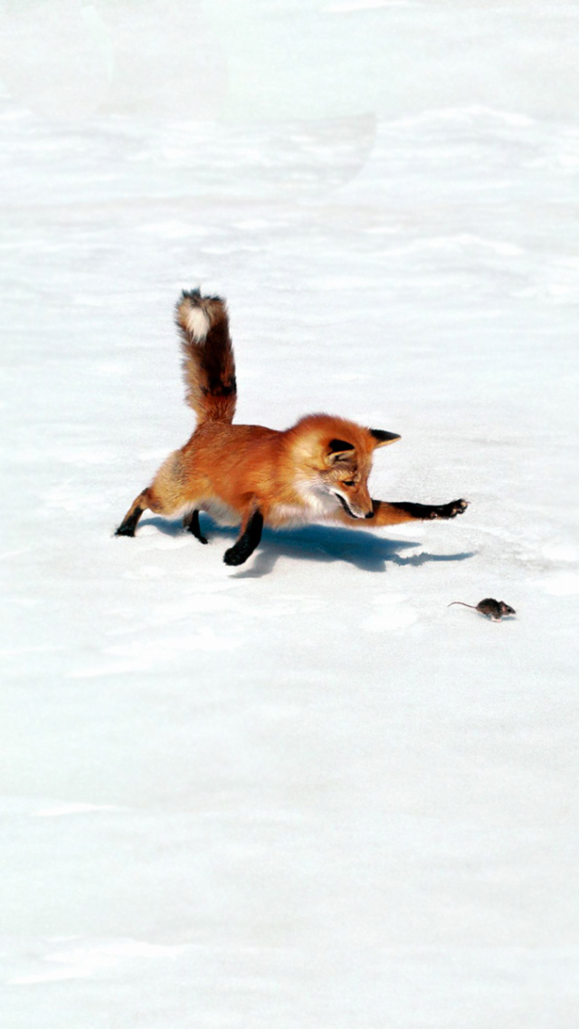 animal, fox, snow, mouse, hunting