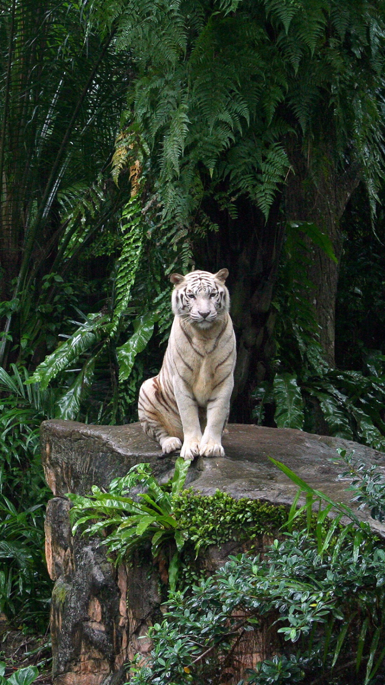 Download mobile wallpaper Cats, Plant, Forest, Tiger, Animal, Jungle, White Tiger for free.