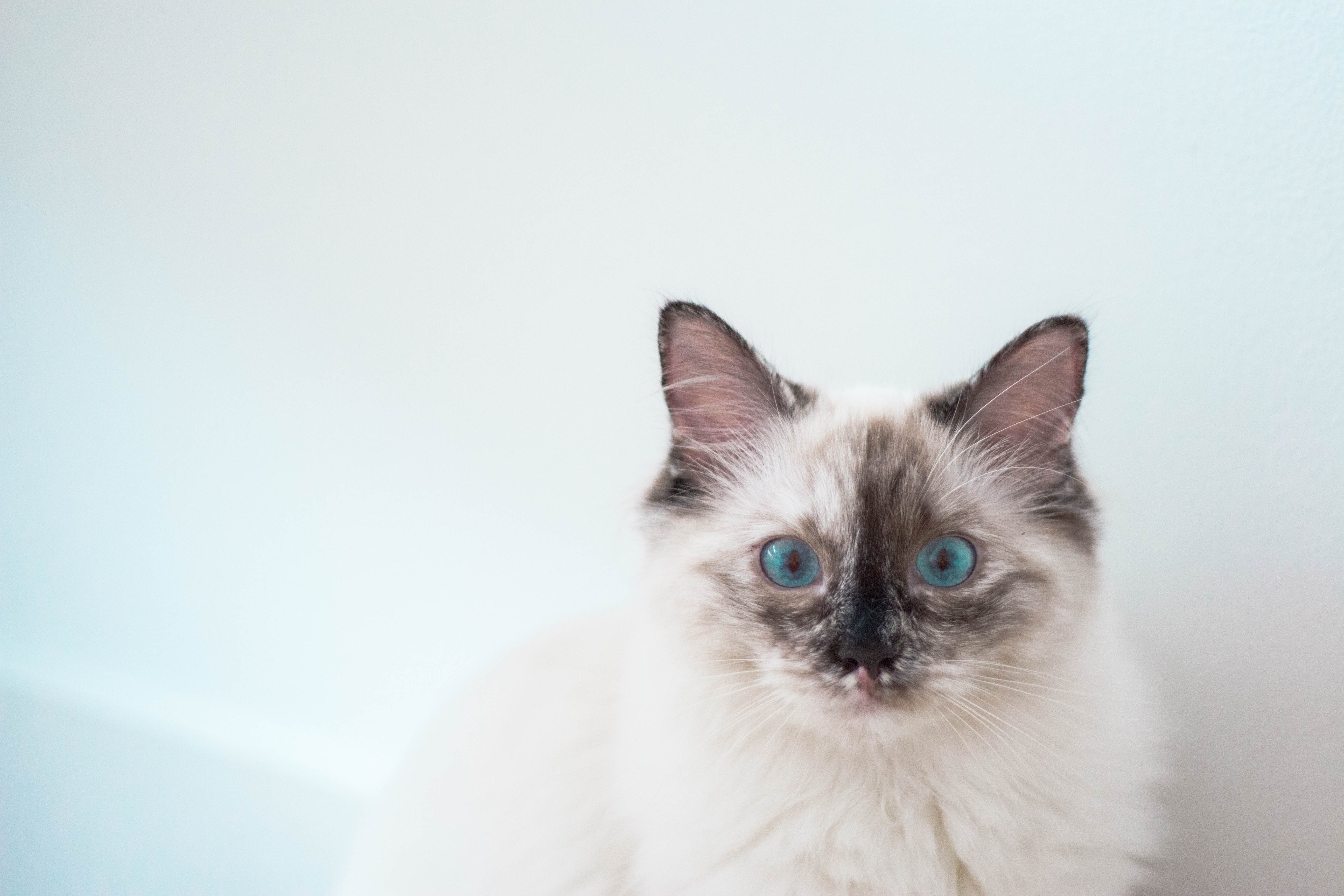 Laden Sie das Haustier, Blauäugig, Tiere, Kätzchen, Katze-Bild kostenlos auf Ihren PC-Desktop herunter