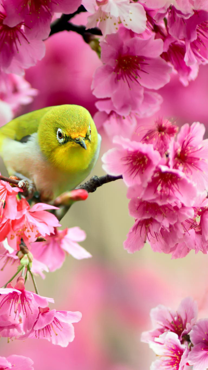 Download mobile wallpaper Birds, Animal, Japanese White Eye for free.