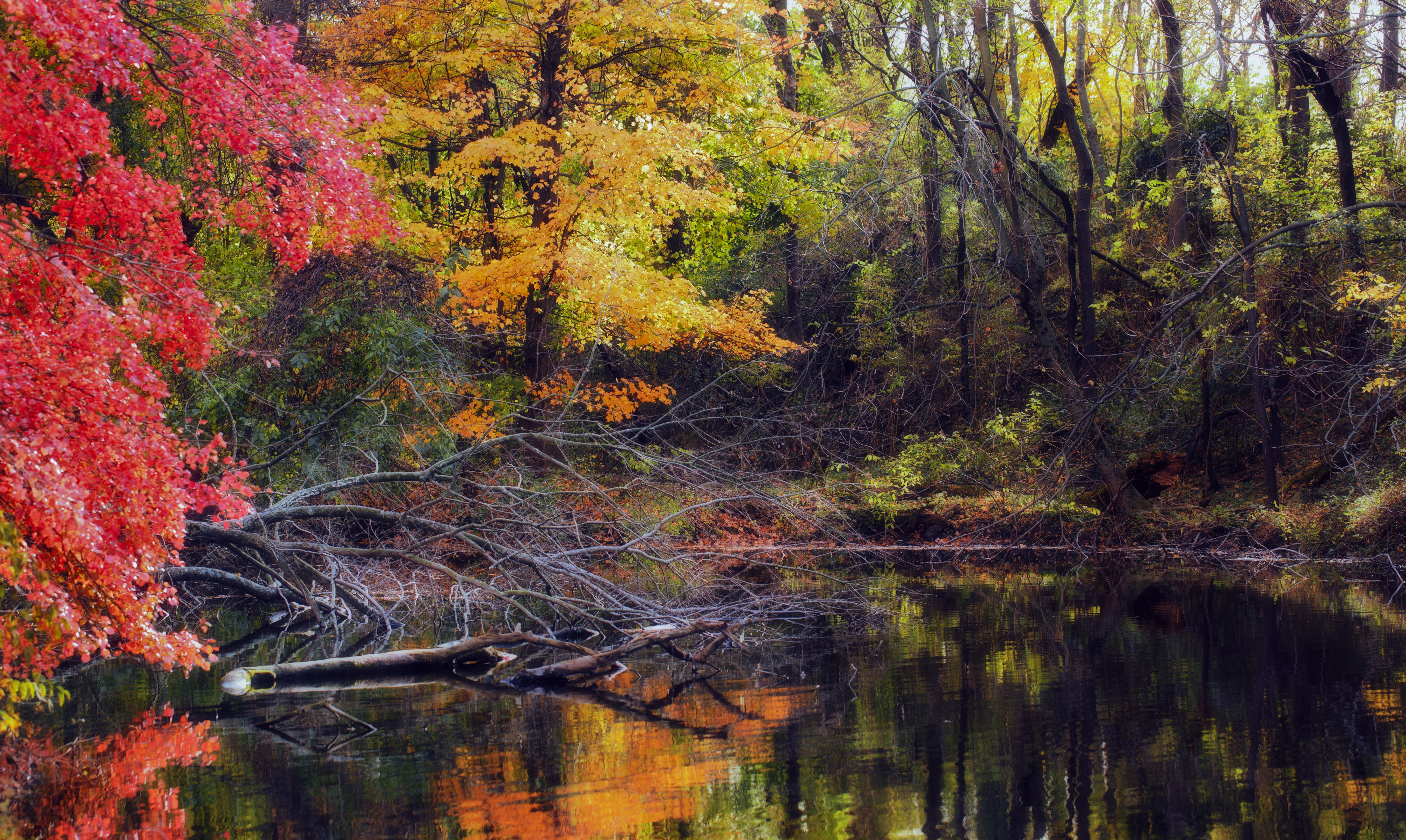 PCデスクトップに自然, 木, 秋, 湖, 森, 地球画像を無料でダウンロード