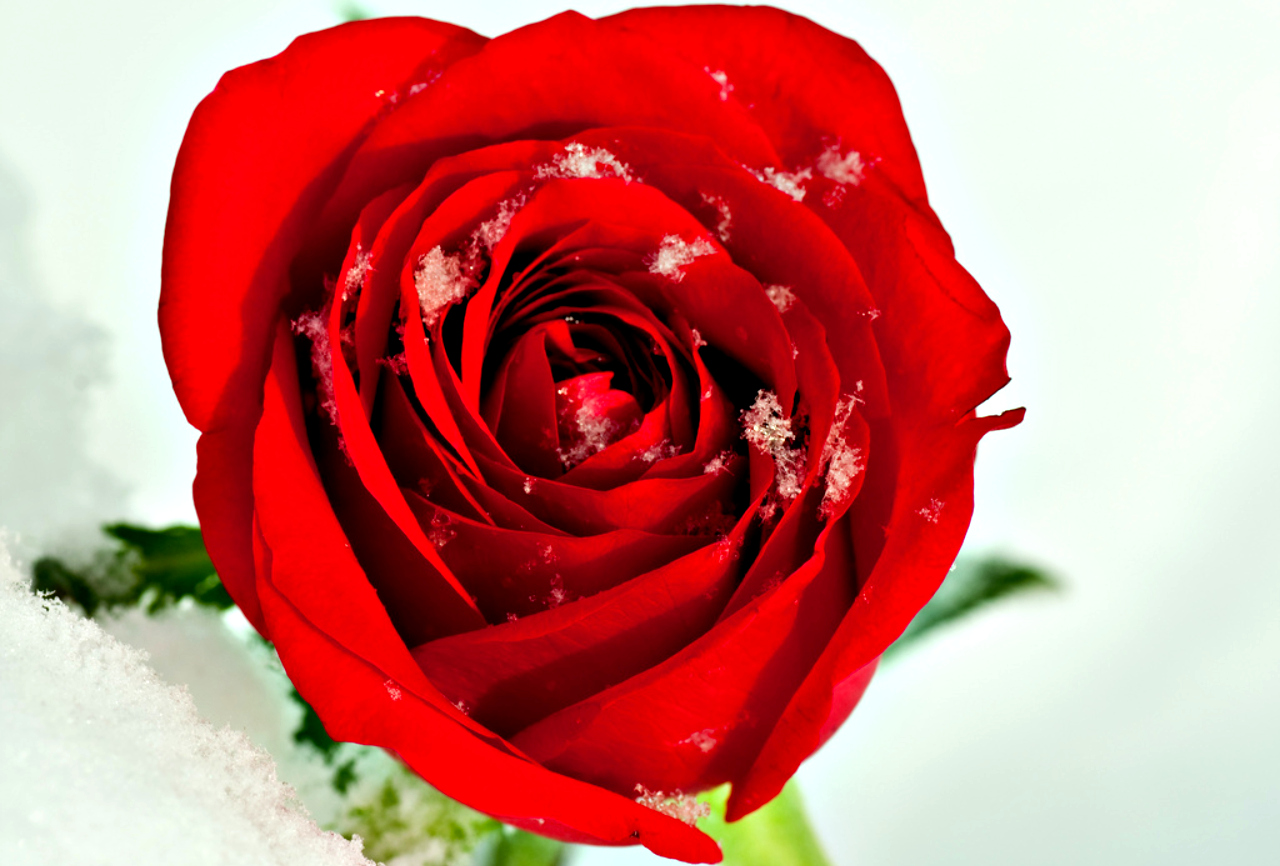 Free download wallpaper Flower, Rose, Earth, Red Rose on your PC desktop