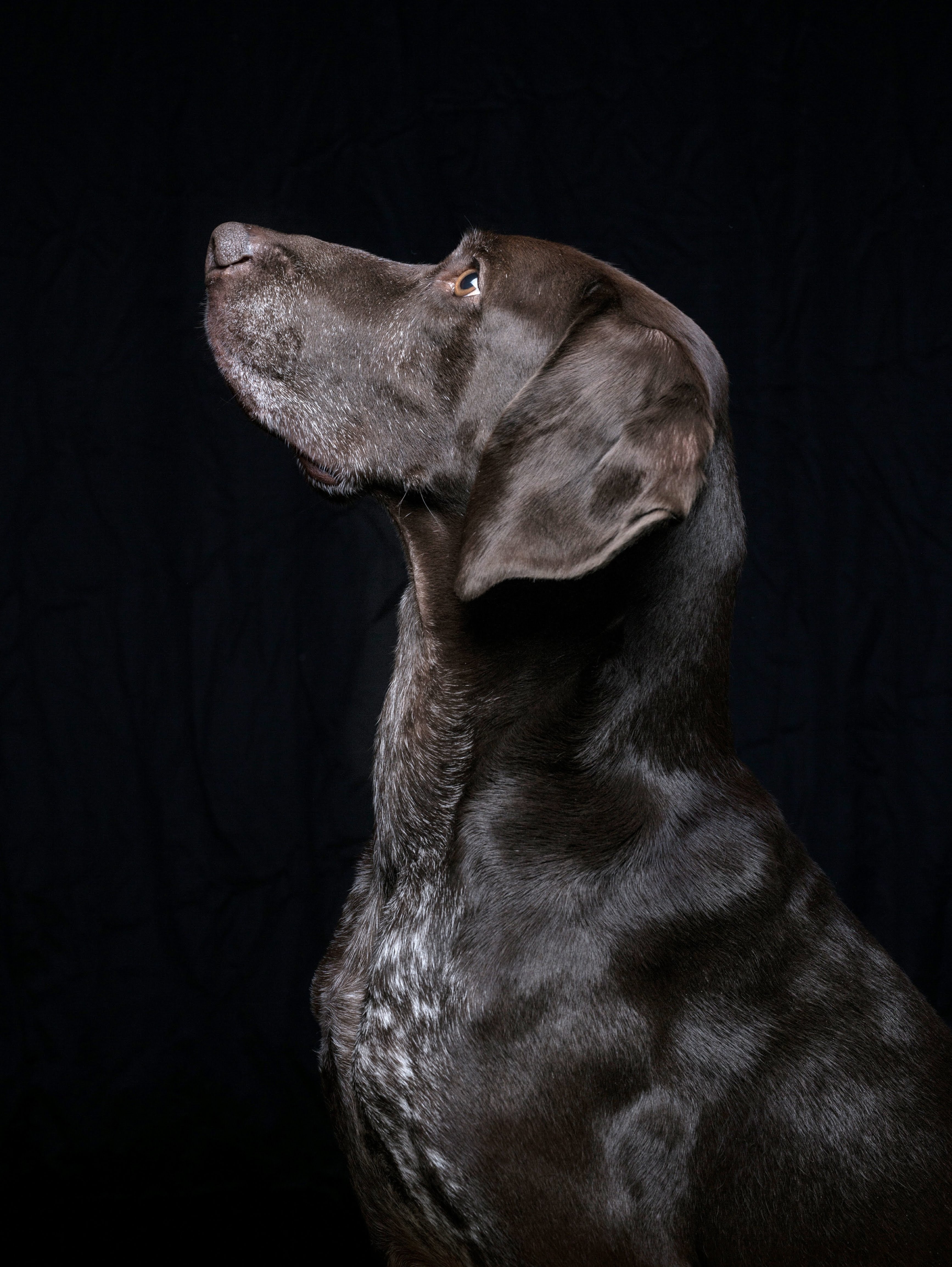 Descarga gratis la imagen Labrador Negro, Animales, Perro, Mascota, Labrador en el escritorio de tu PC