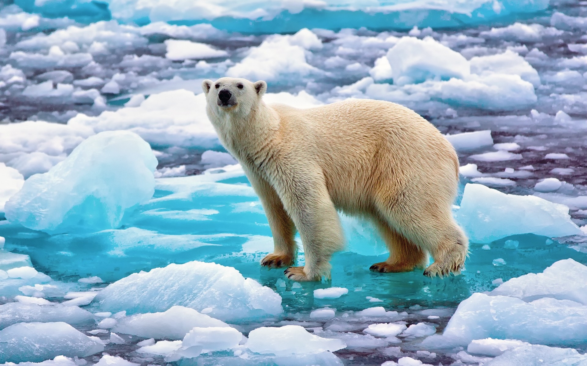 Baixe gratuitamente a imagem Animais, Urso, Urso Polar, Ursos na área de trabalho do seu PC