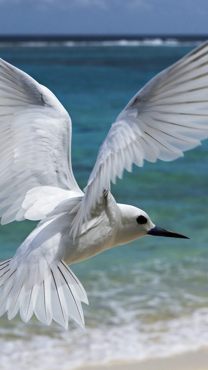 Download mobile wallpaper Birds, Bird, Animal, Tern, Flying for free.