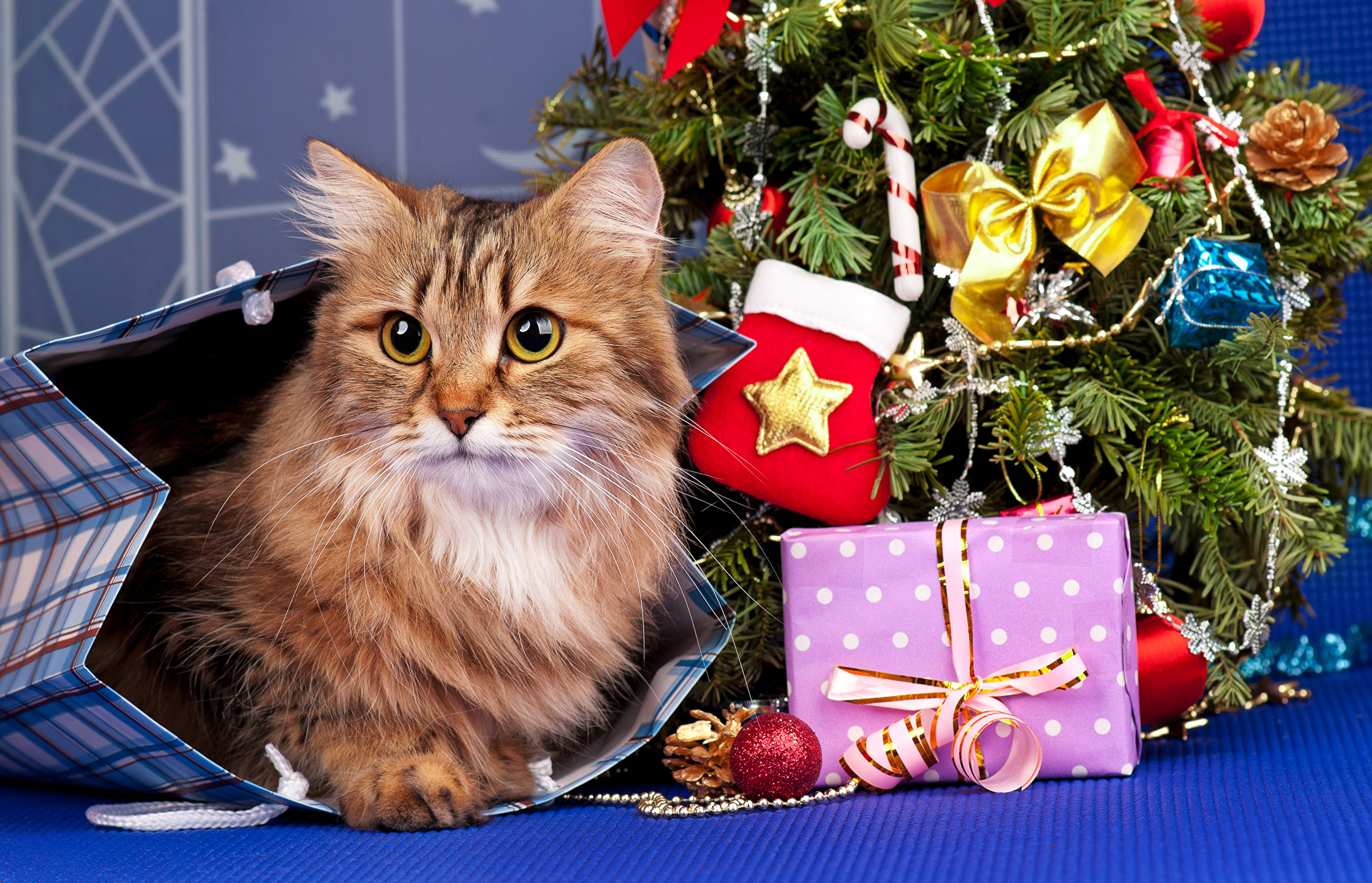 無料モバイル壁紙動物, クリスマス, ネコ, 猫, クリスマスオーナメントをダウンロードします。