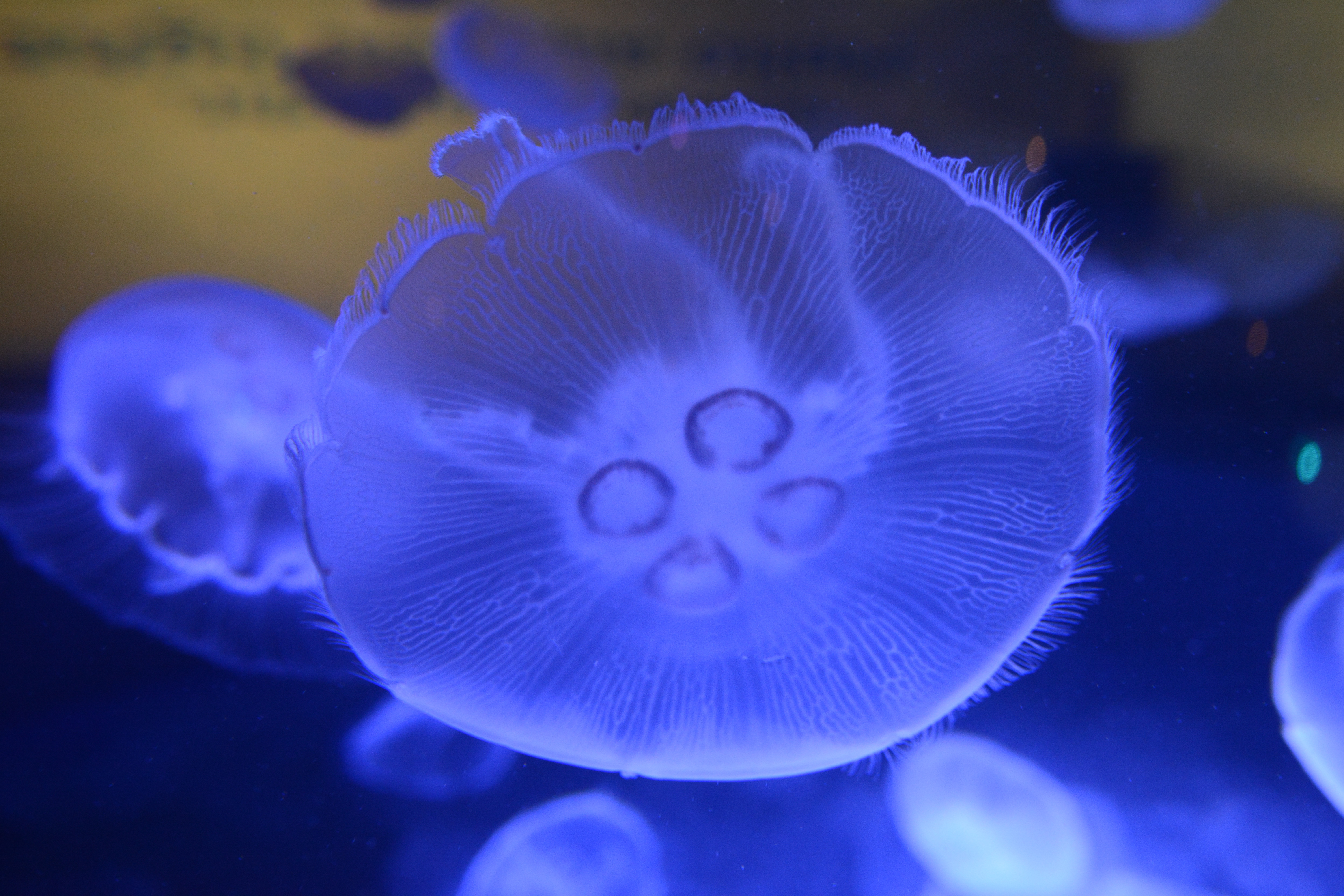 Download mobile wallpaper Macro, Animals, Close Up, Underwater World, Jellyfish for free.