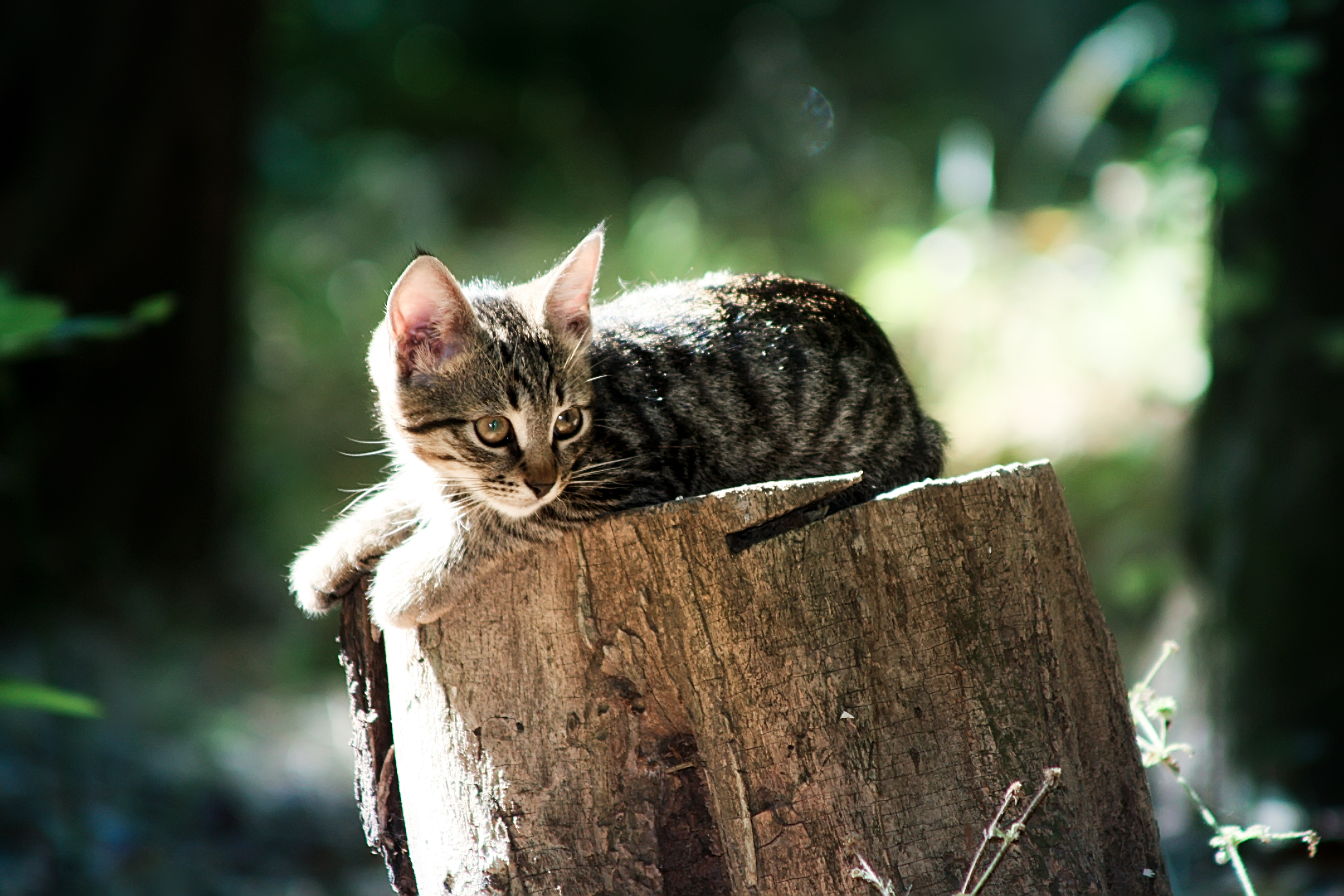 Handy-Wallpaper Tiere, Katzen, Katze kostenlos herunterladen.