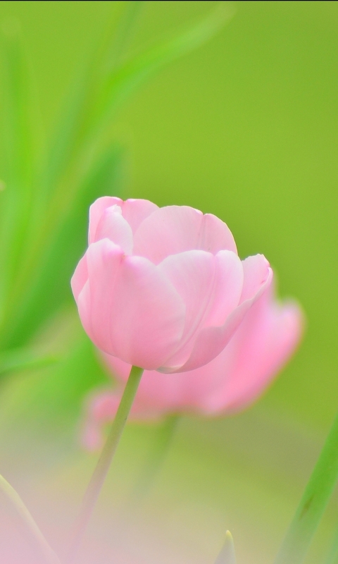 Download mobile wallpaper Flowers, Flower, Earth, Tulip, Pink Flower for free.