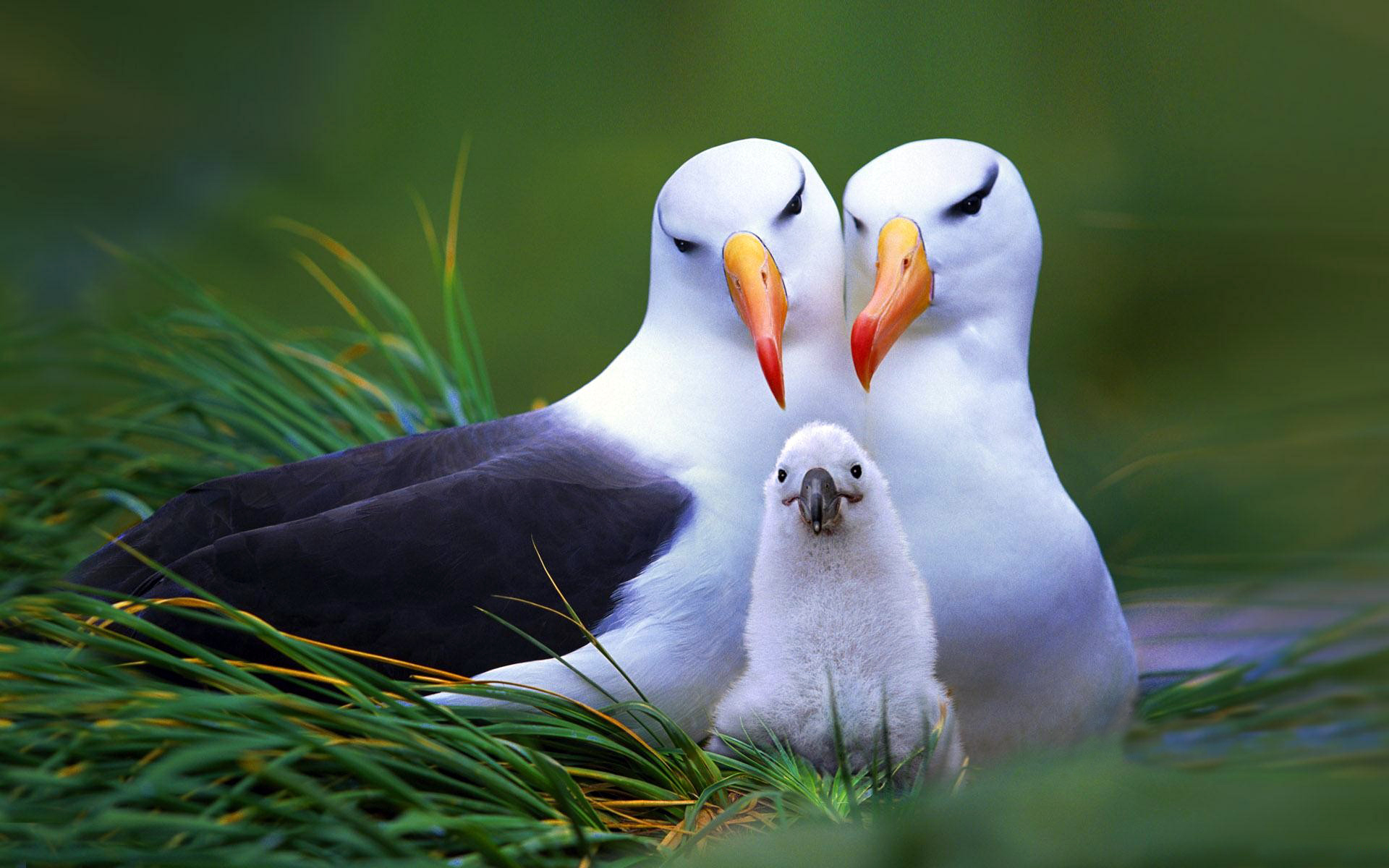 Die besten Albatros-Hintergründe für den Telefonbildschirm