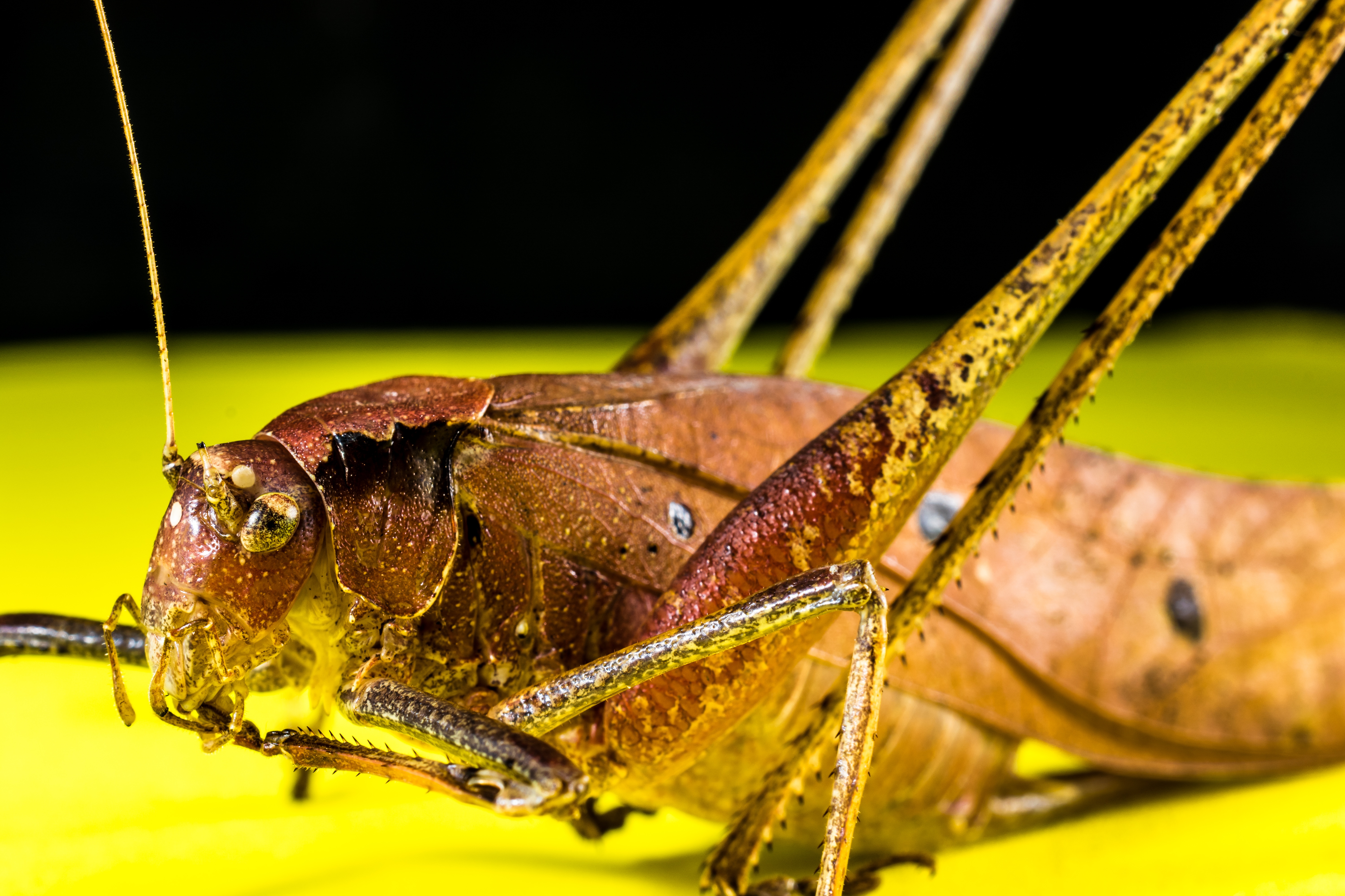 Descarga gratis la imagen Macro, Insecto, Saltamontes en el escritorio de tu PC