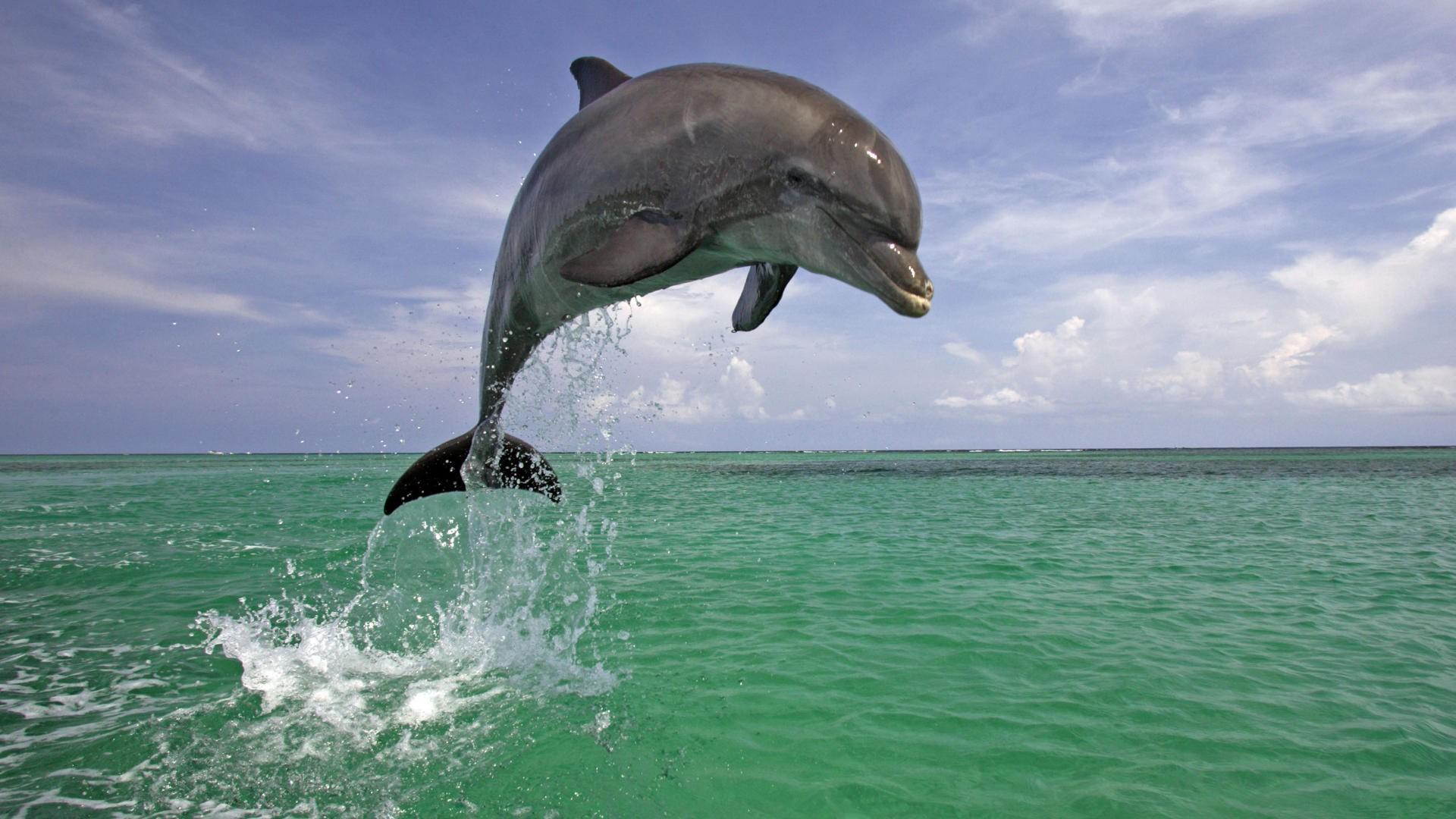 dolphin, animal, bottlenose dolphin