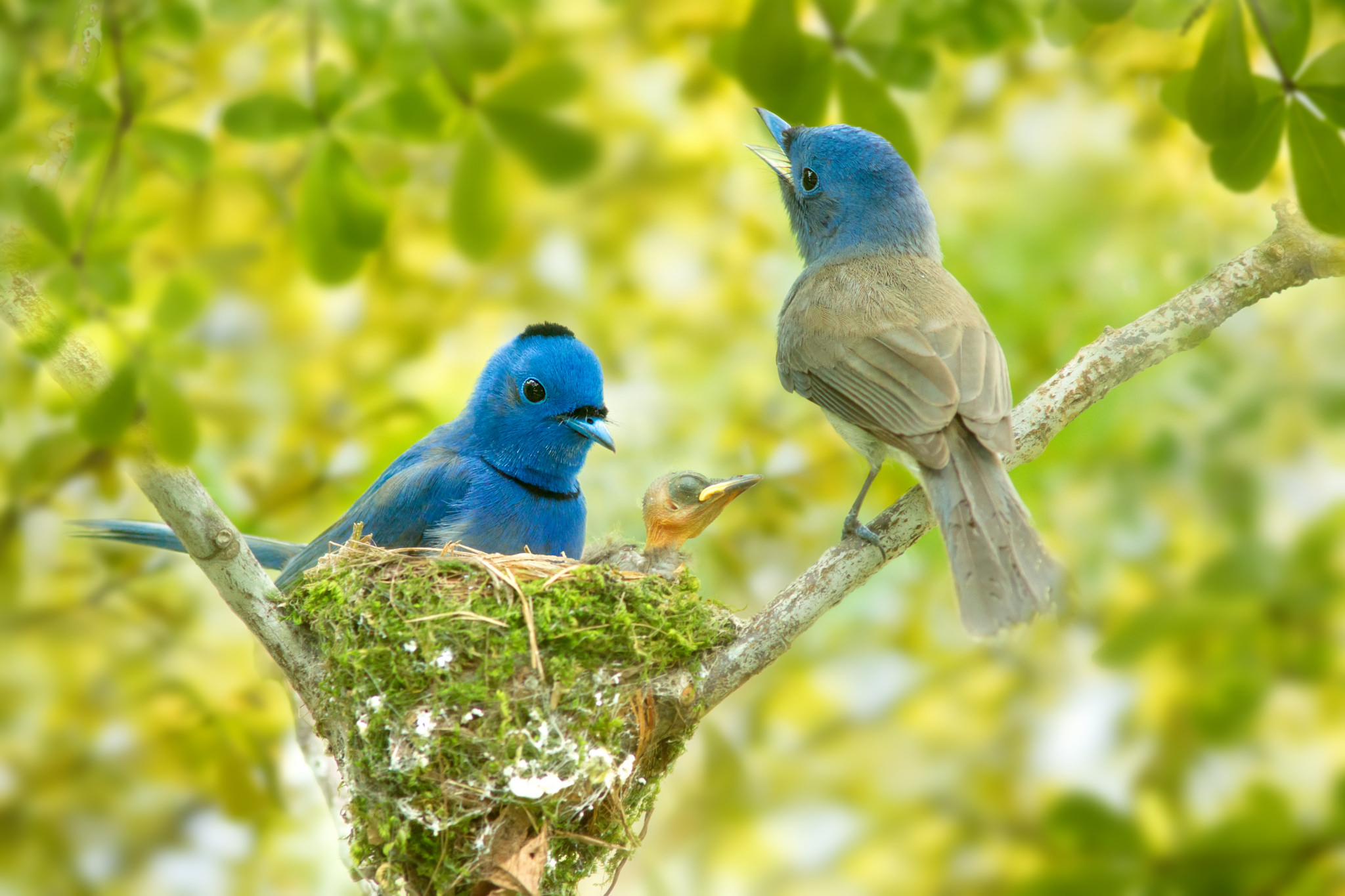 390350 Hintergrundbild herunterladen tiere, vogel, tierbaby, blauer tangar, nest, vögel - Bildschirmschoner und Bilder kostenlos