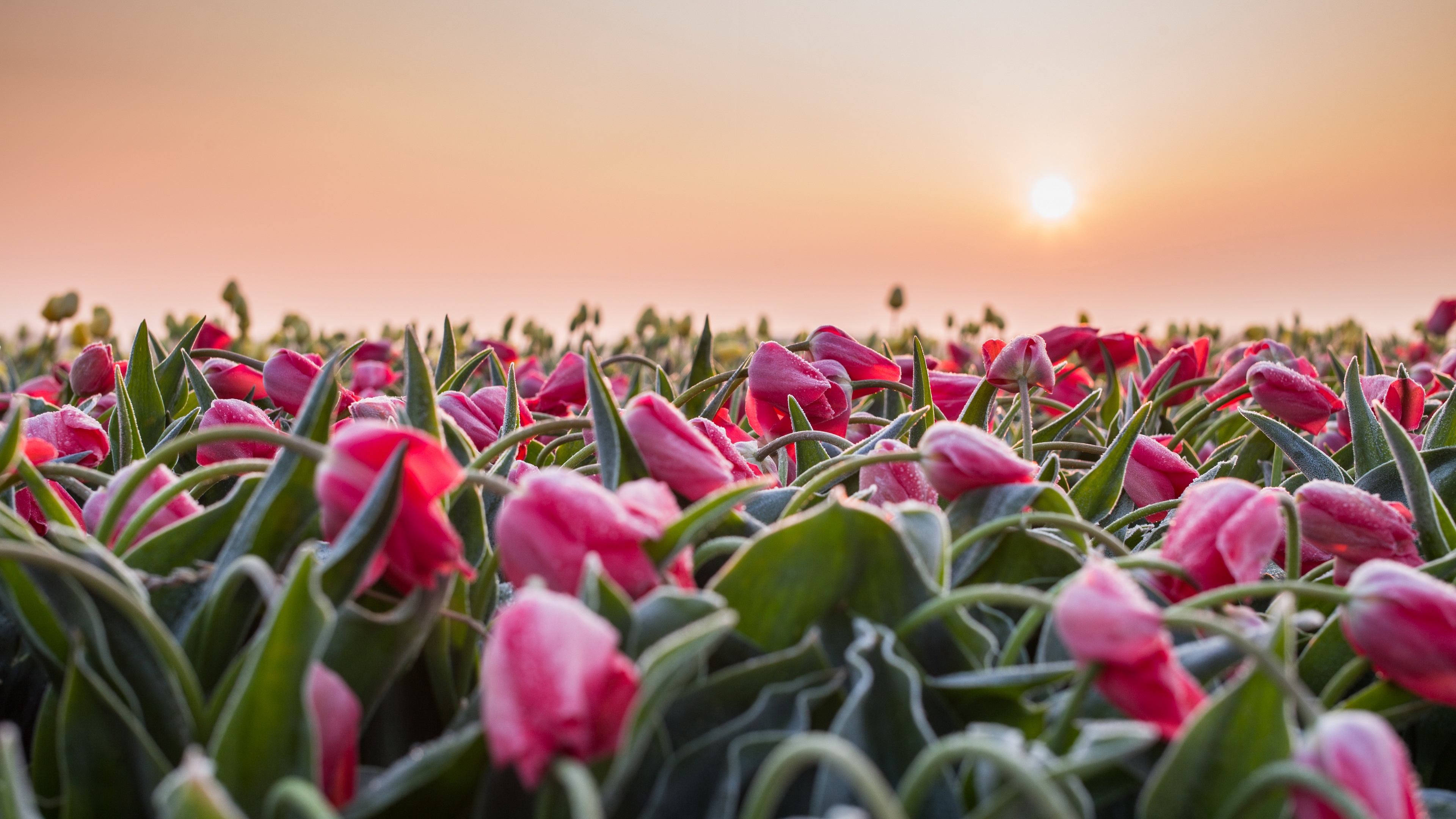 Download mobile wallpaper Flowers, Sunset, Flower, Earth, Tulip for free.