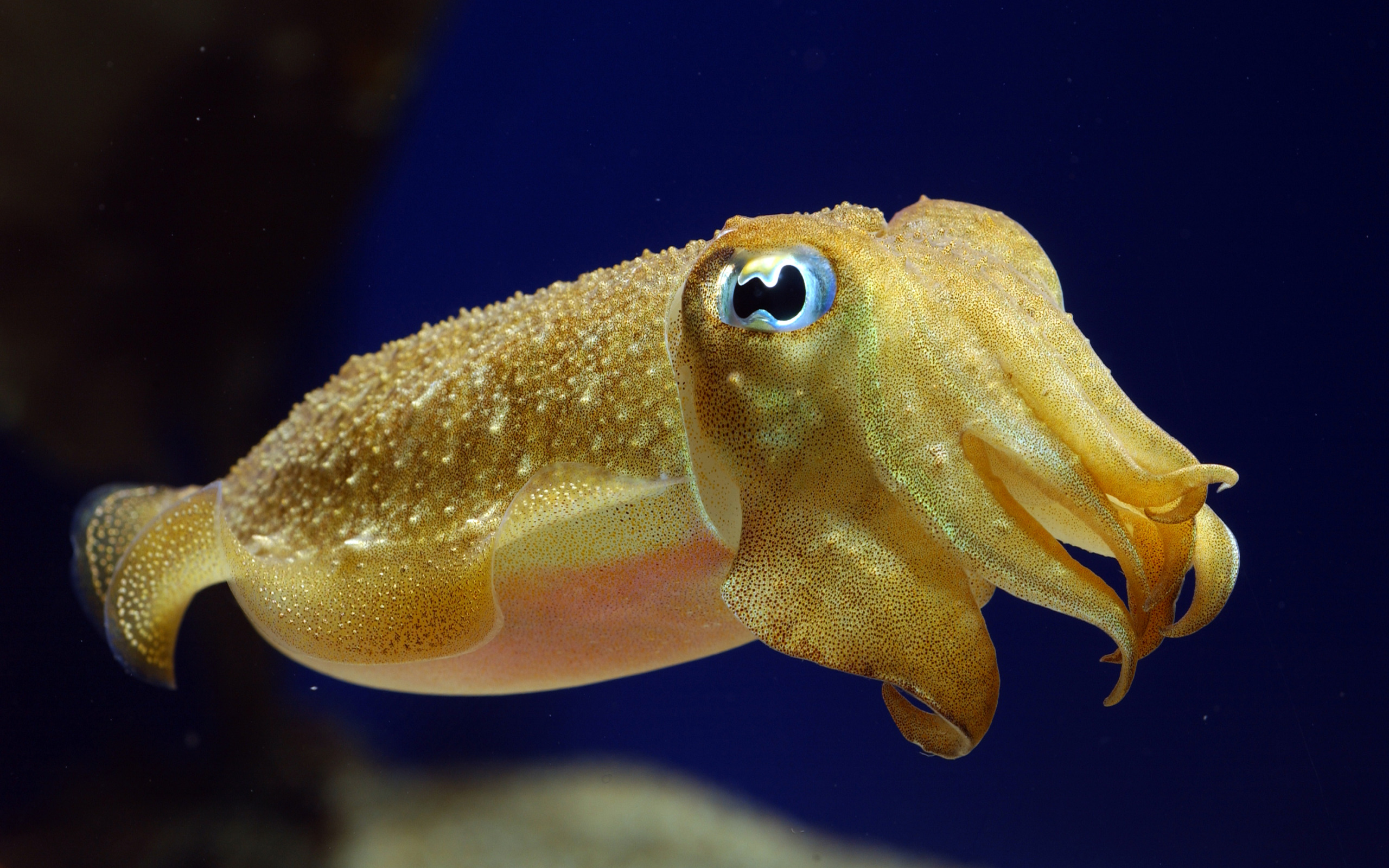 animal, cuttlefish