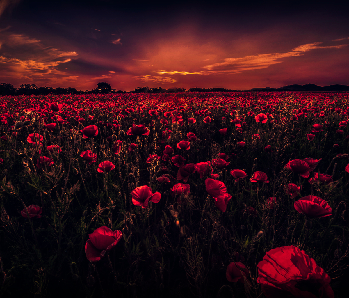 Download mobile wallpaper Flowers, Sunset, Sky, Earth, Field, Poppy, Red Flower for free.