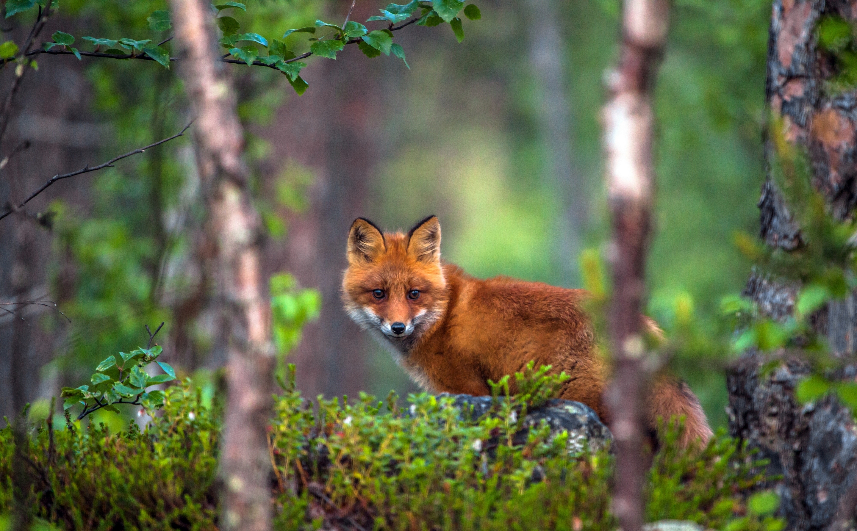 Download mobile wallpaper Fox, Forest, Animal, Bokeh for free.