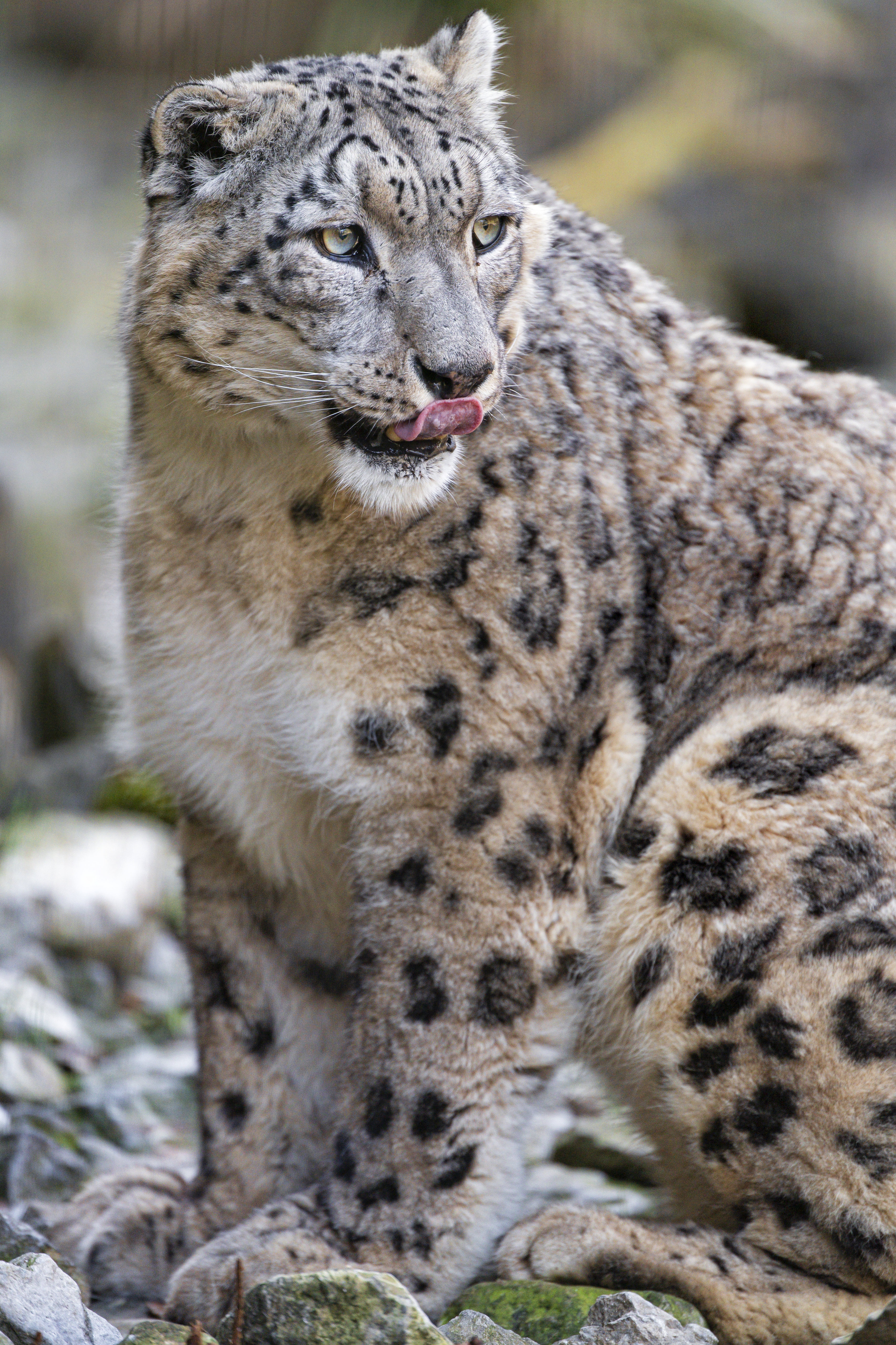animals, snow leopard, predator, big cat, protruding tongue, tongue stuck out HD wallpaper