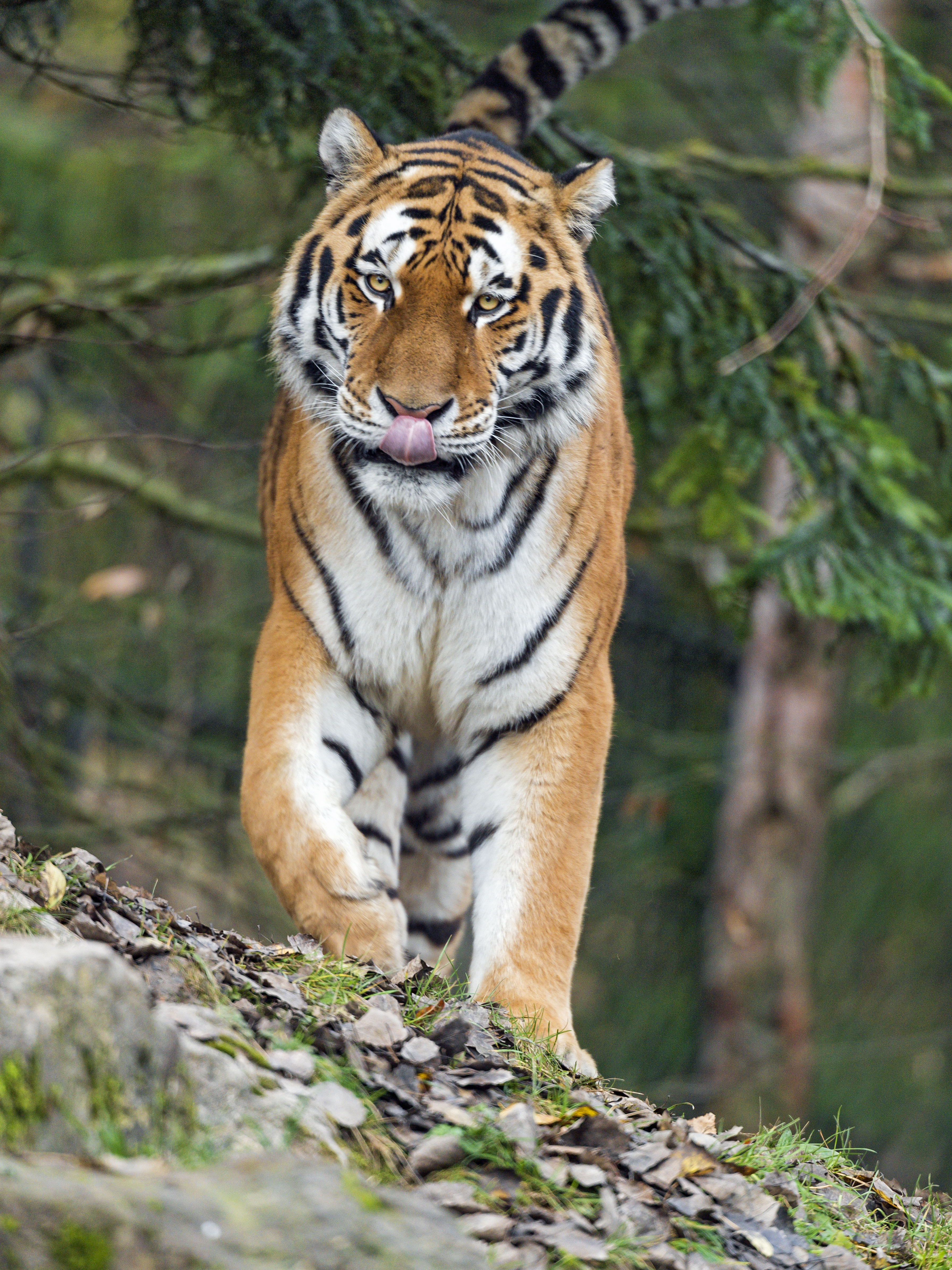 animals, predator, big cat, tiger, protruding tongue, tongue stuck out, amur tiger