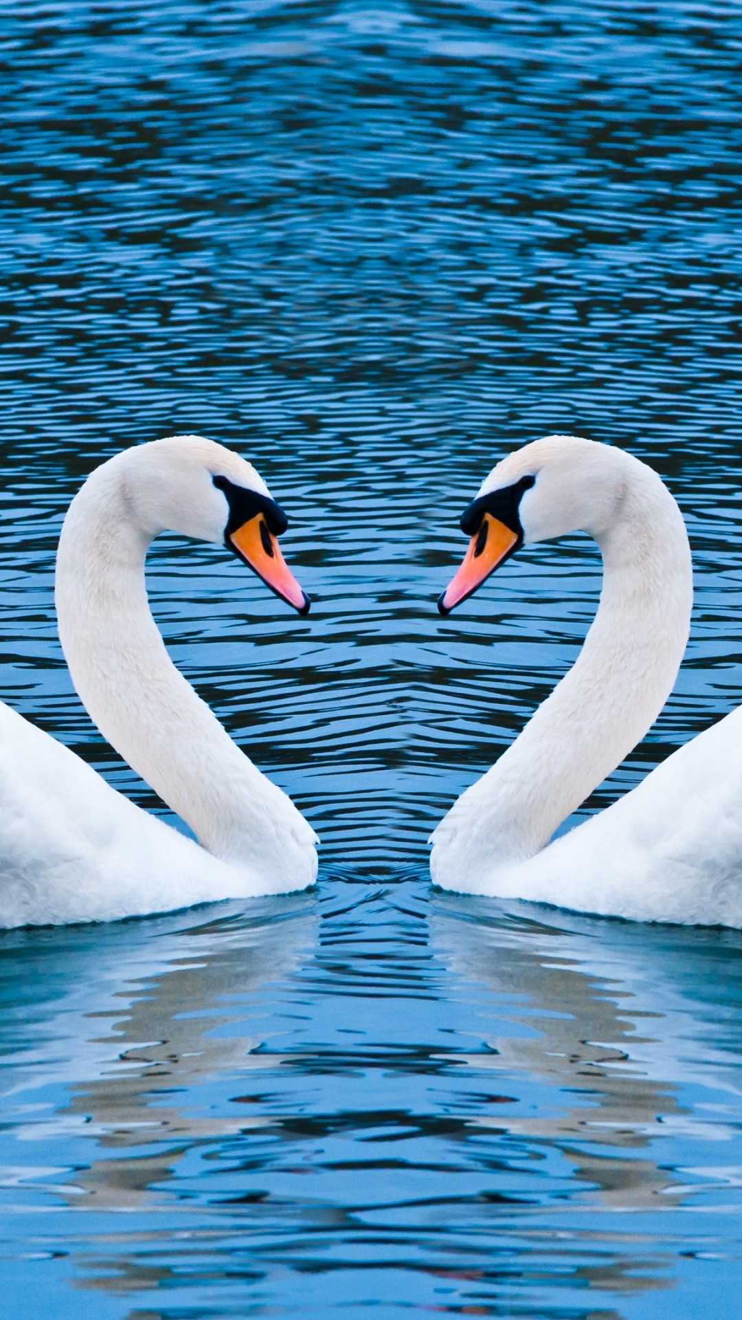 Handy-Wallpaper Tiere, Vögel, Schwan, Höckerschwan kostenlos herunterladen.