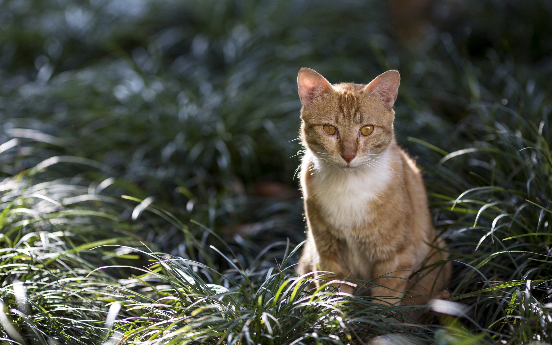 Baixar papel de parede para celular de Animais, Gatos, Gato gratuito.