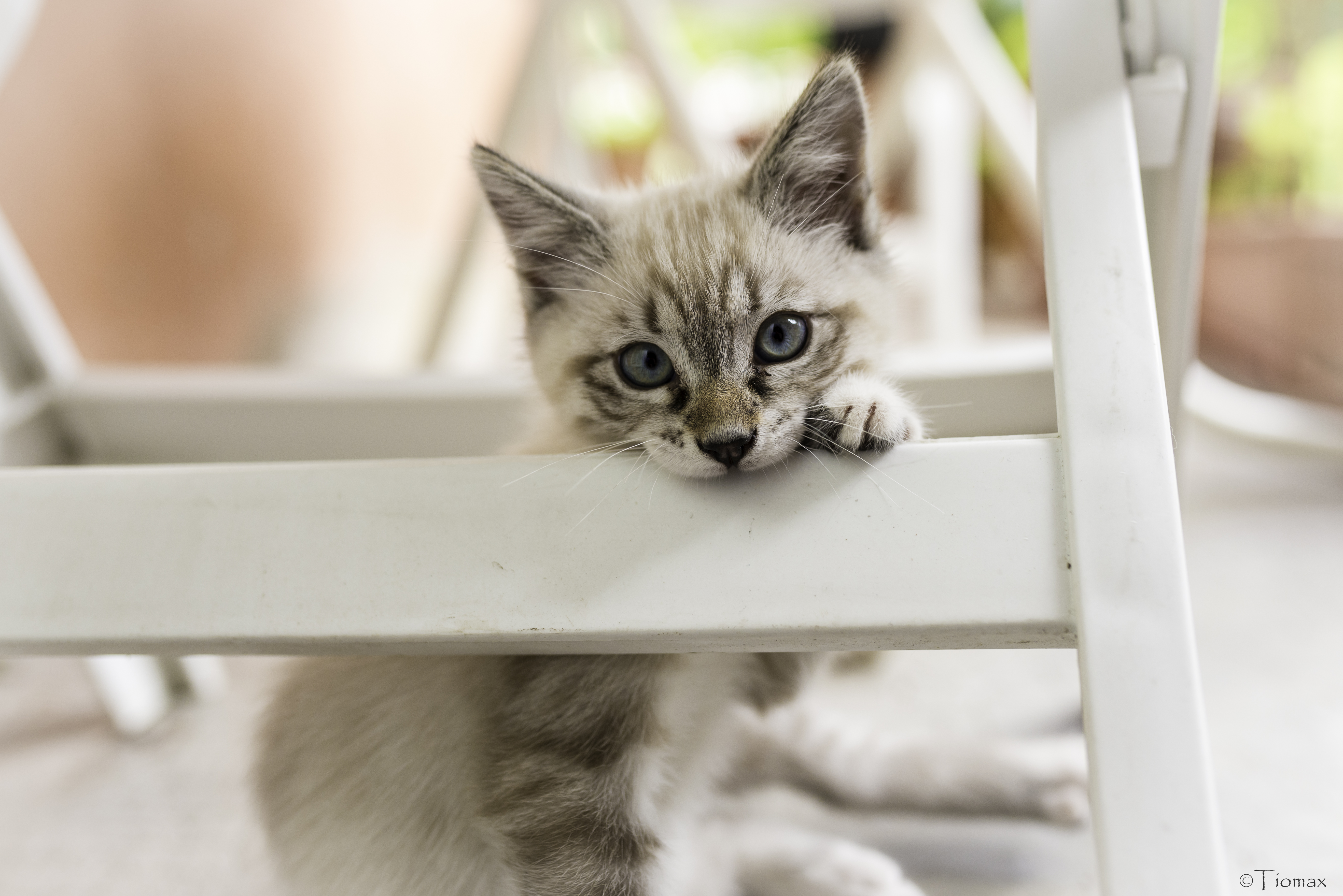 Download mobile wallpaper Cat, Pet, Kitty, Animals, Kitten, Grey for free.