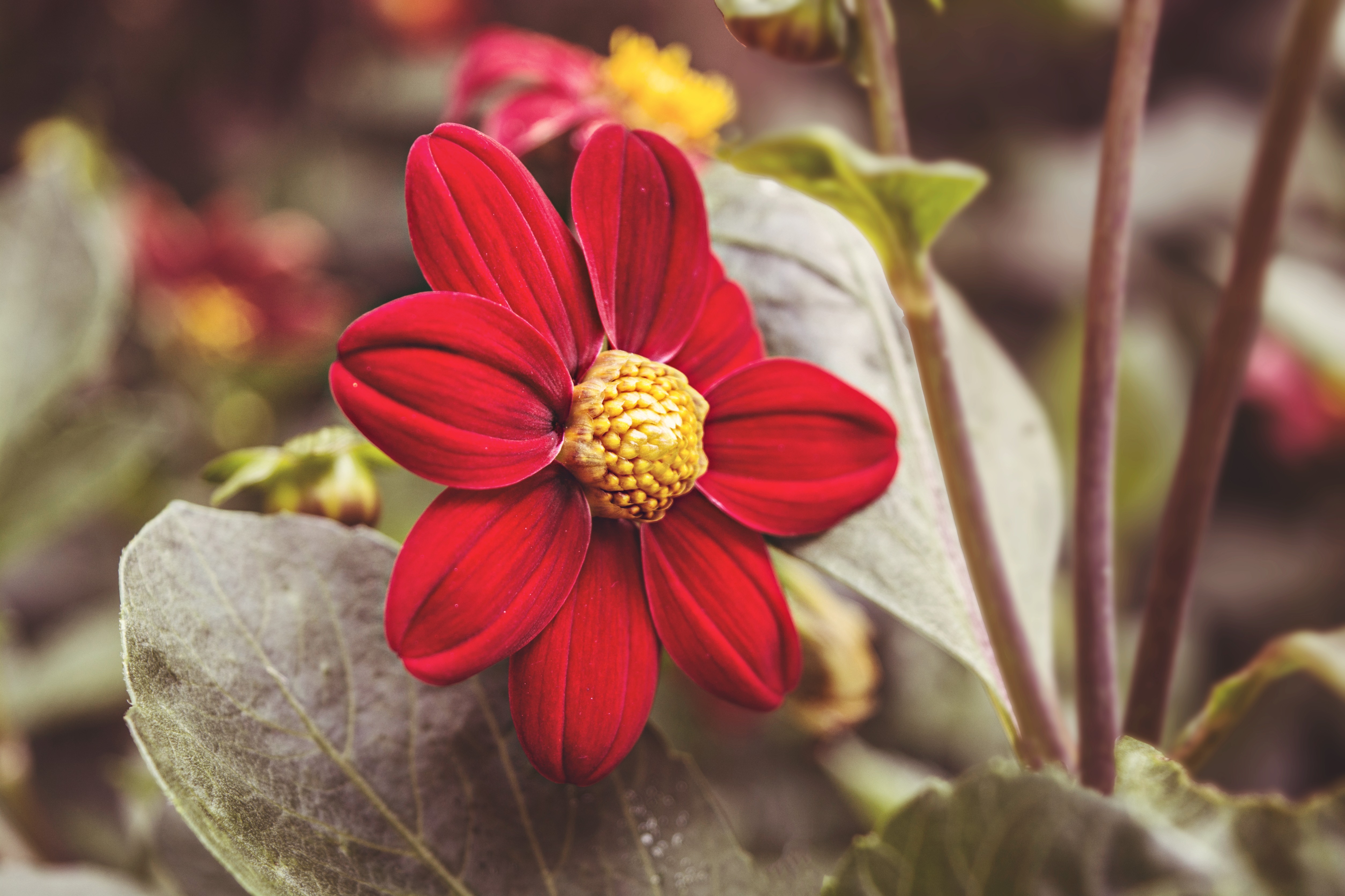 Laden Sie das Natur, Blumen, Blume, Rote Blume, Erde/natur-Bild kostenlos auf Ihren PC-Desktop herunter