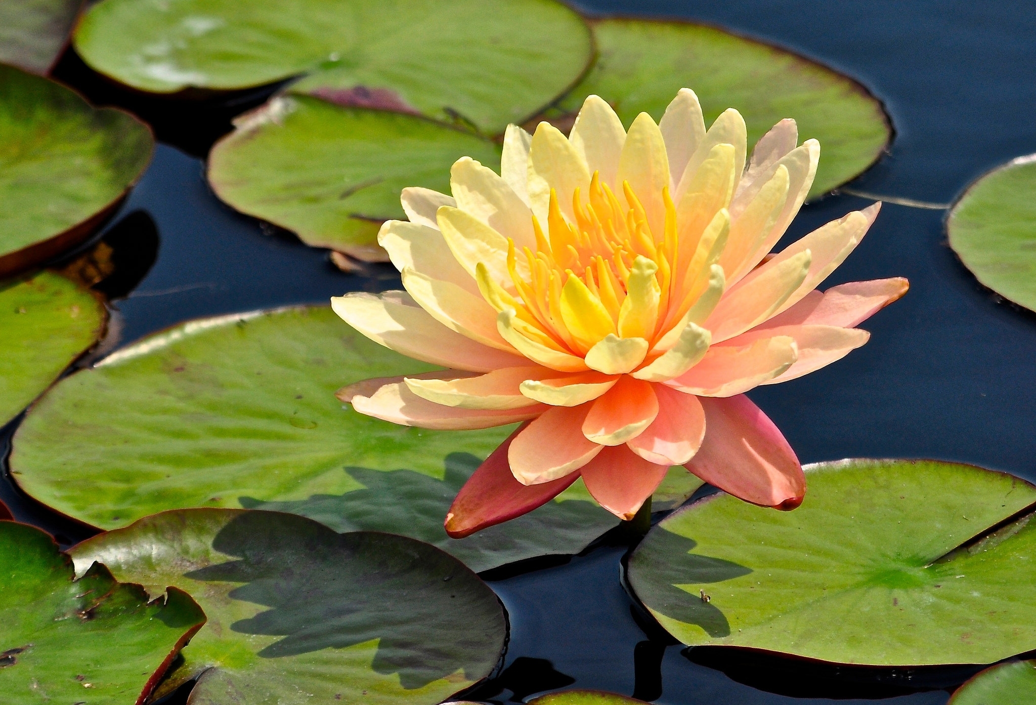 Free download wallpaper Nature, Flowers, Water, Flower, Leaf, Earth, Water Lily, Pink Flower on your PC desktop