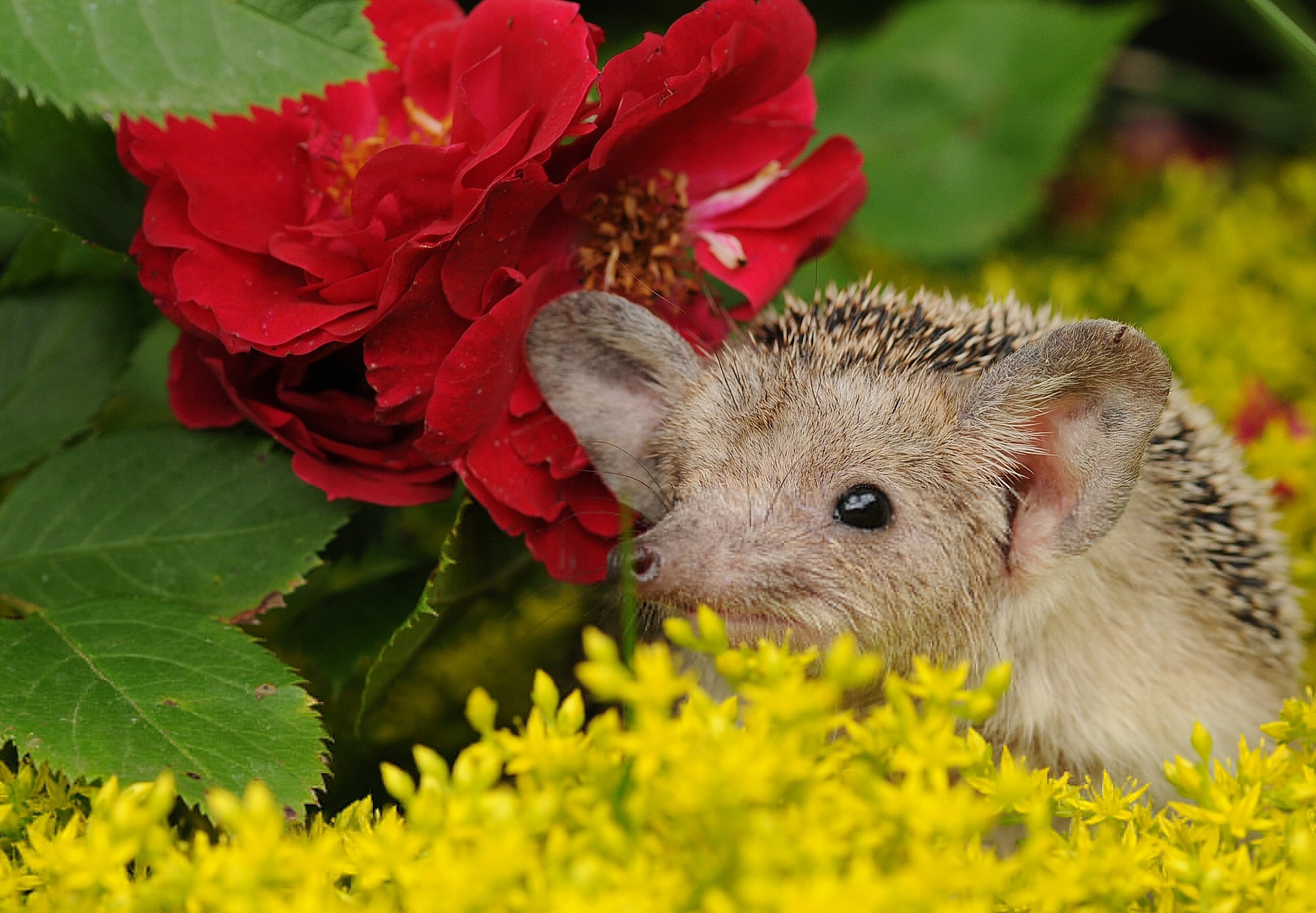 Descarga gratis la imagen Animales, Flor, Erizo, Flor Roja en el escritorio de tu PC