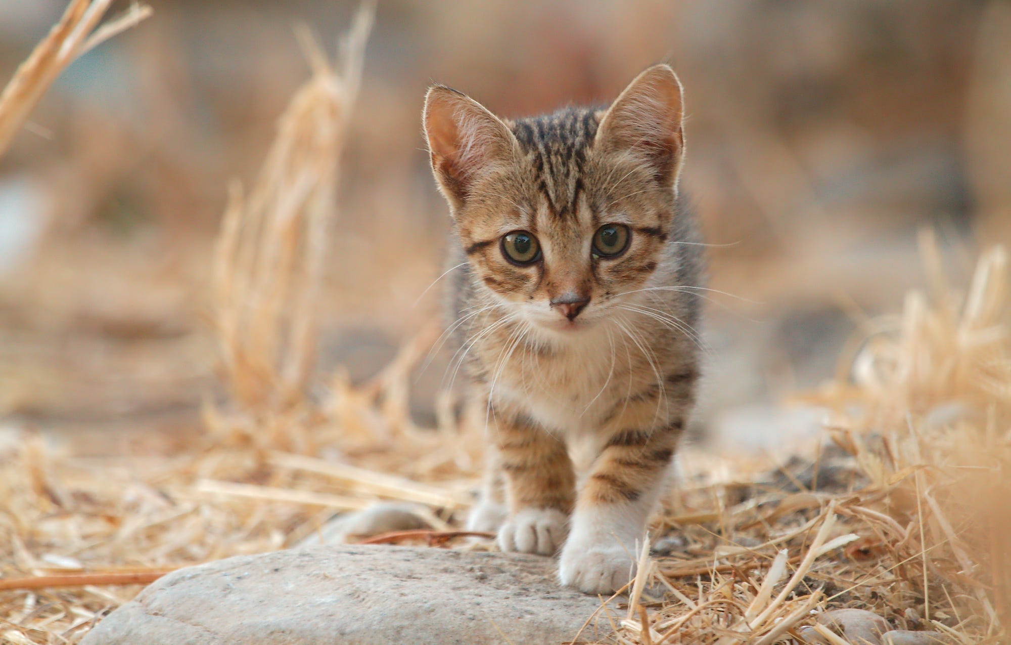 Descarga gratuita de fondo de pantalla para móvil de Animales, Gatos, Gato, Gatito, Bebe Animal, Mirar Fijamente.