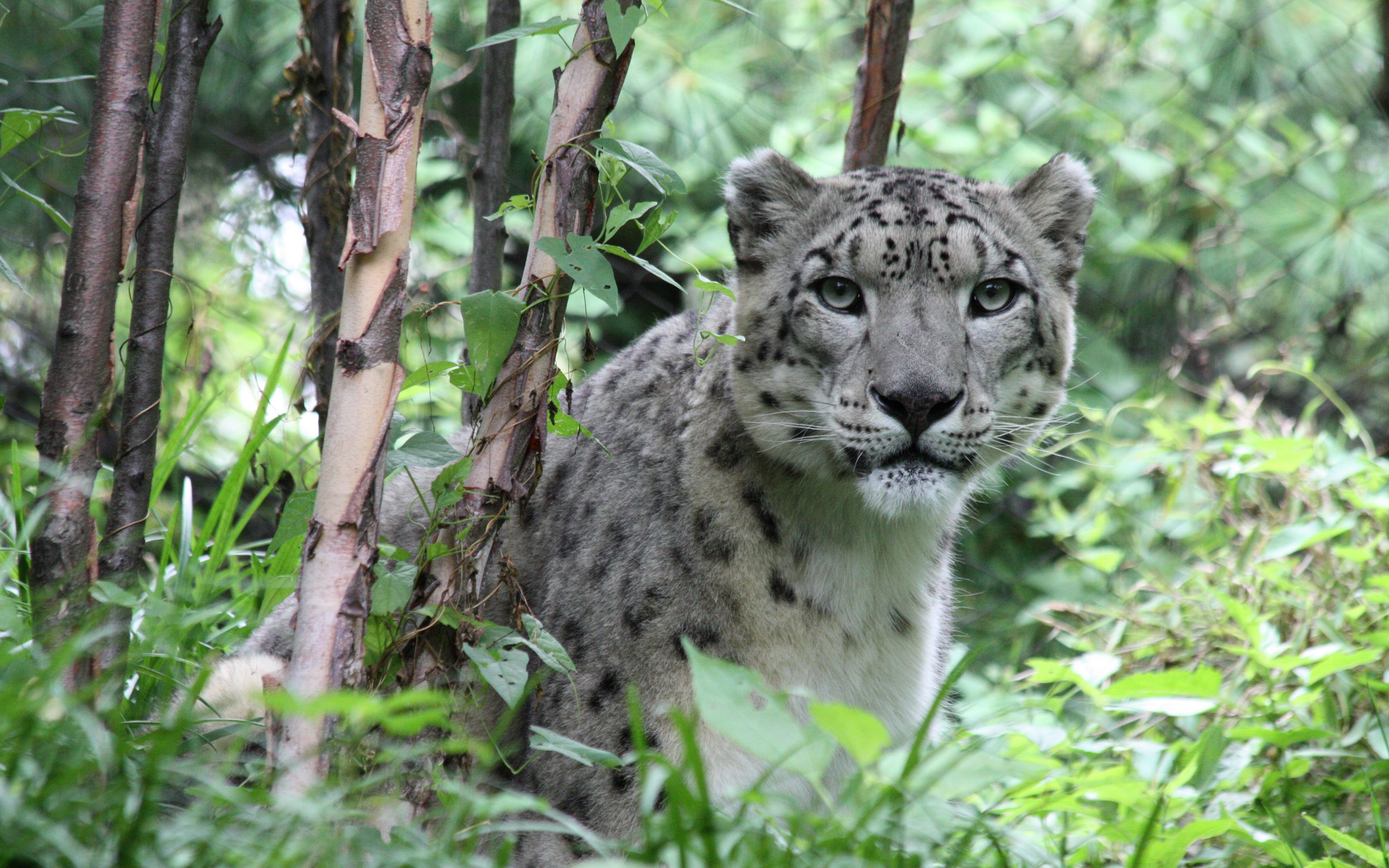 Handy-Wallpaper Tiere, Katzen, Schneeleopard kostenlos herunterladen.