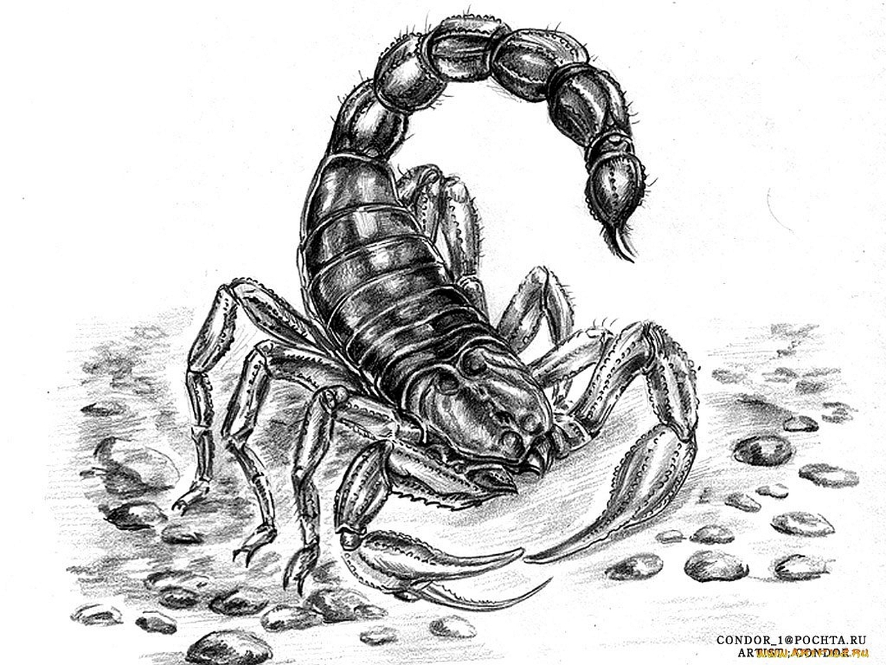 scorpion, animal