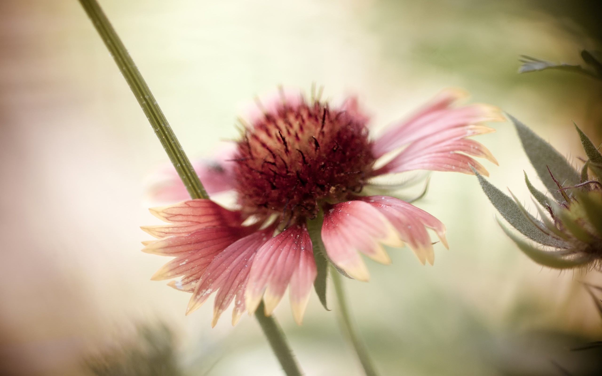 Descarga gratuita de fondo de pantalla para móvil de Flores, Flor, Tierra/naturaleza.