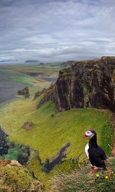 Download mobile wallpaper Landscape, Nature, Sky, Beach, Horizon, Ocean, Earth, Cloud, Puffin for free.