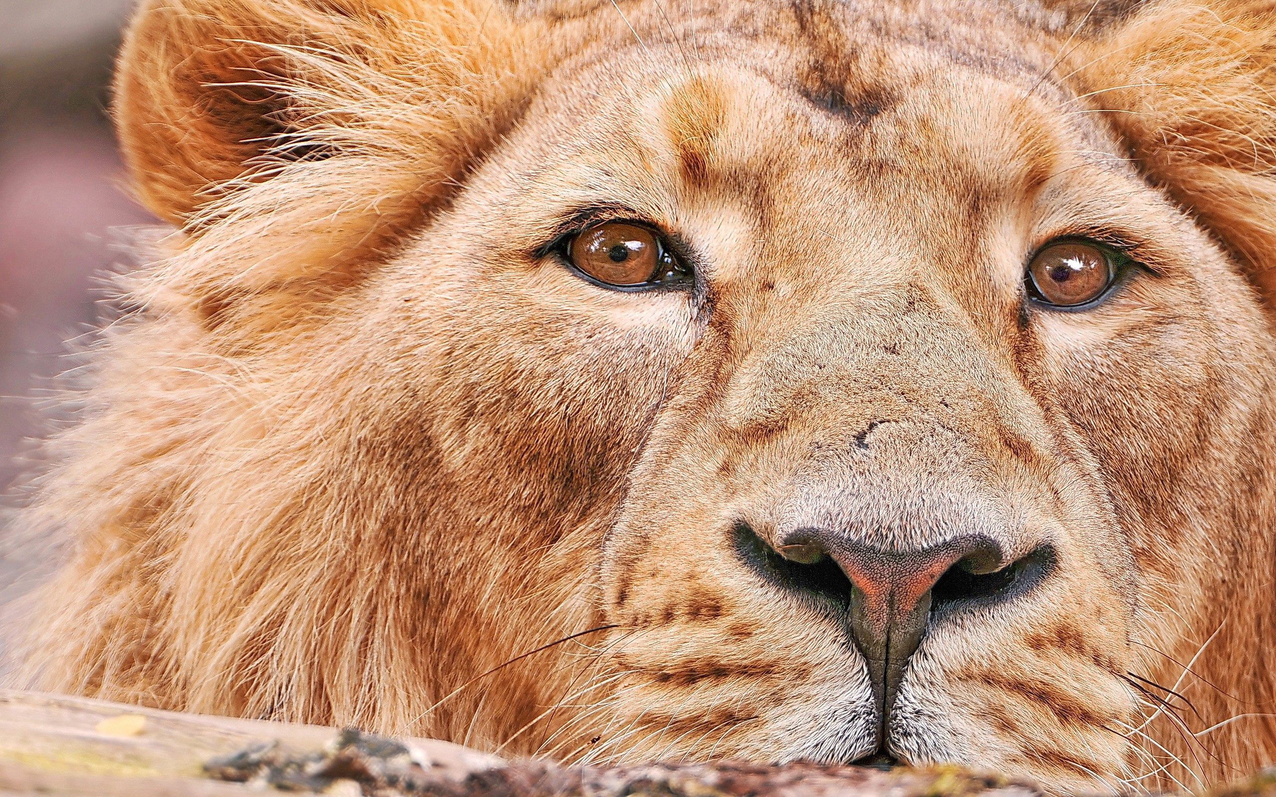 Download mobile wallpaper Muzzle, Animals, Big Cat, Predator, Lion for free.