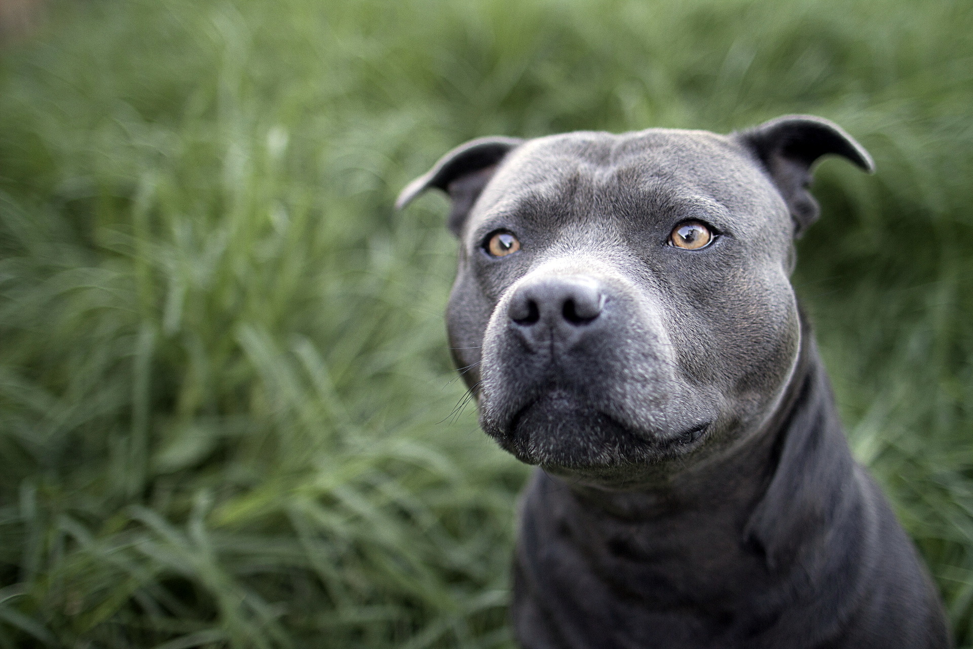 369757 descargar imagen animales, pitbull, perro, perros: fondos de pantalla y protectores de pantalla gratis