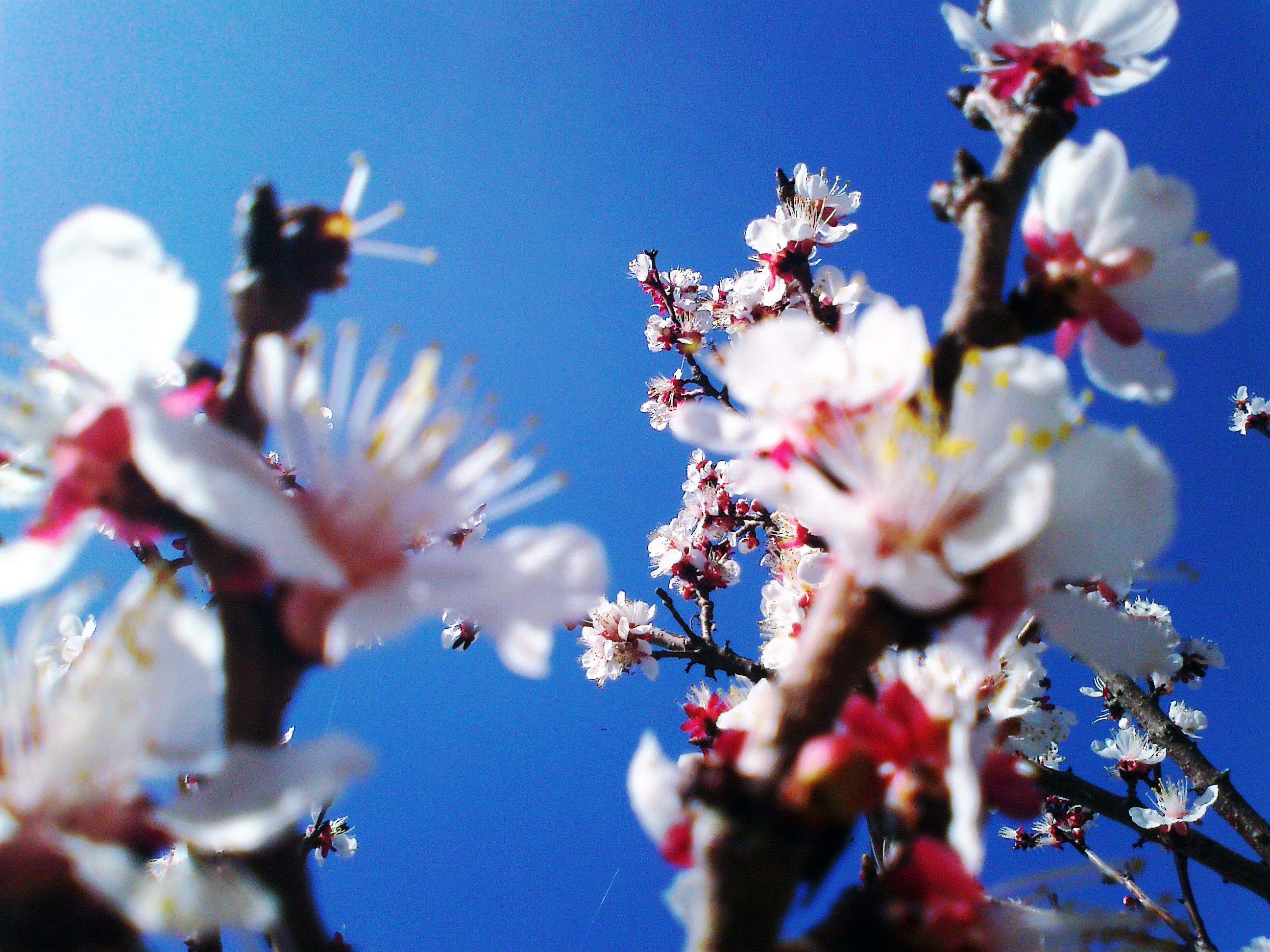 Téléchargez gratuitement l'image Floraison, Fleurs, Terre/nature sur le bureau de votre PC